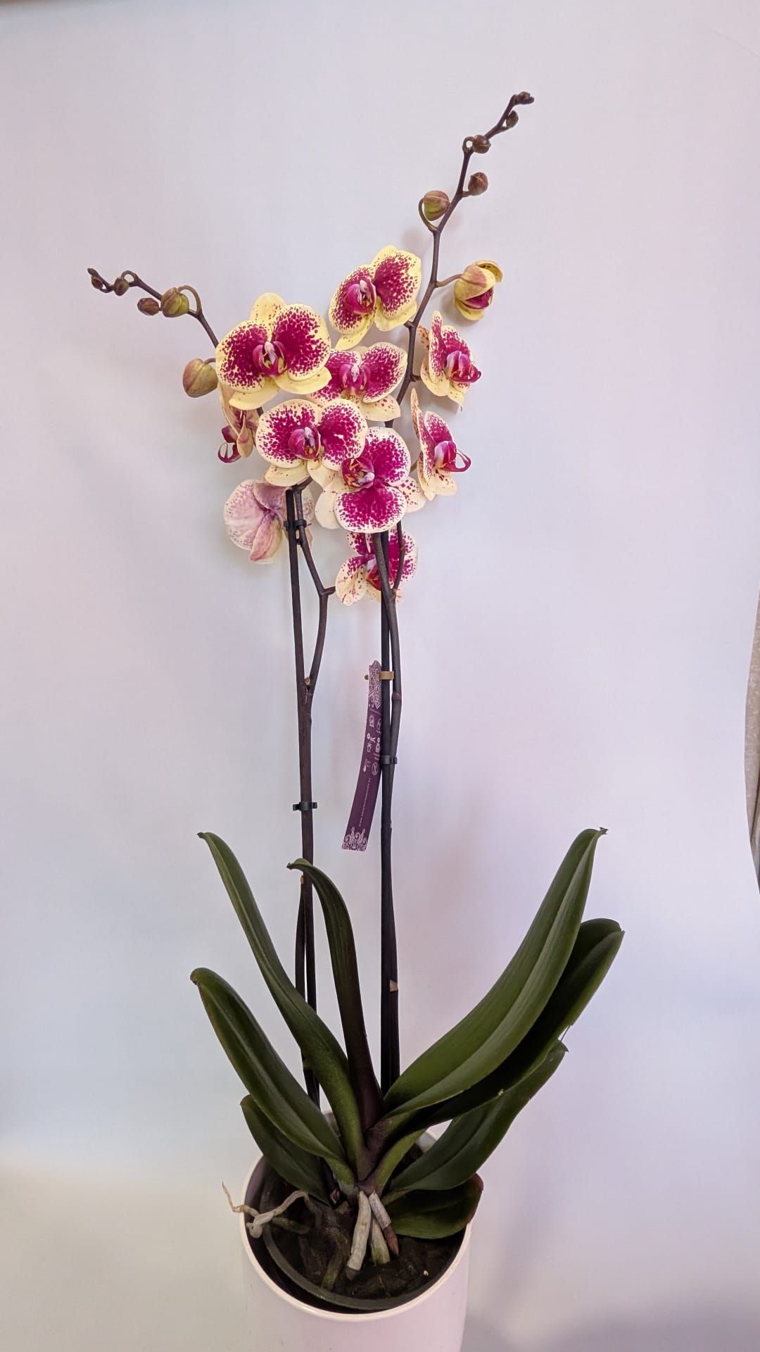 Arreglo de orquídeas rosas en una maceta negra con hojas verdes largas contra una pared lisa.