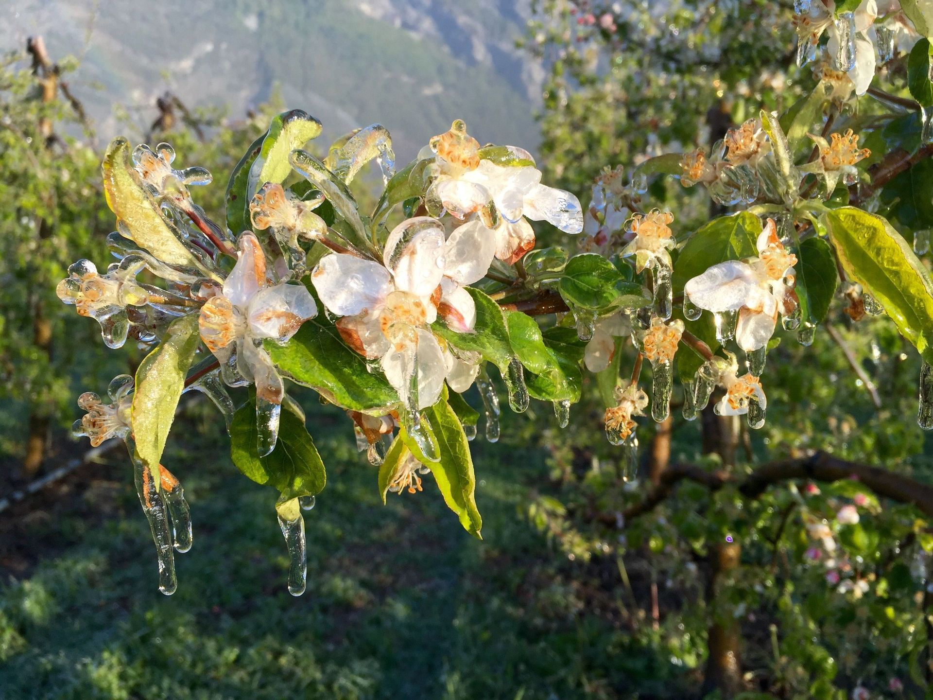 produits-des-fruits-defendus-saillon-valais