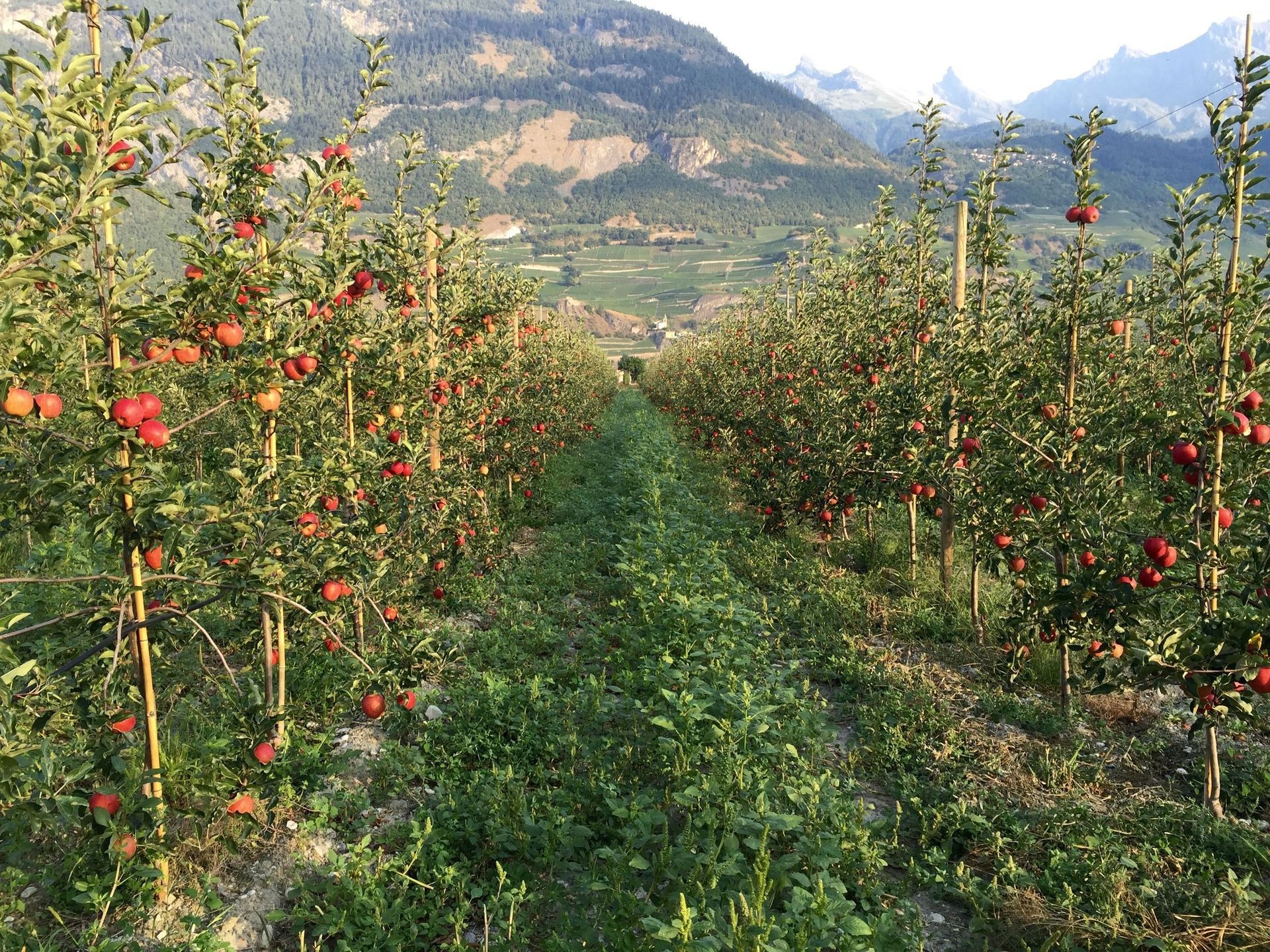 produits-des-fruits-defendus-saillon-valais