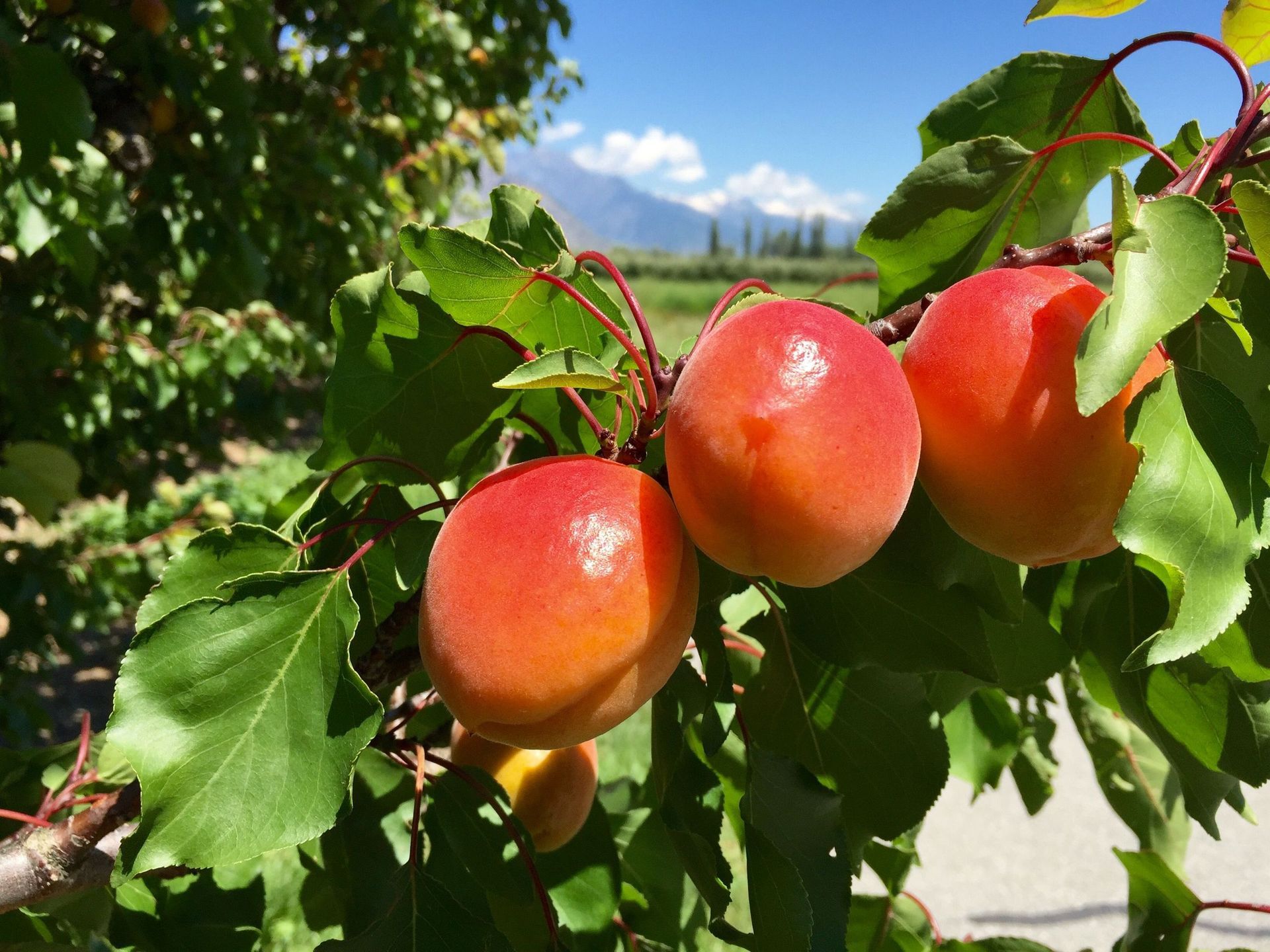 produits-des-fruits-defendus-saillon-valais