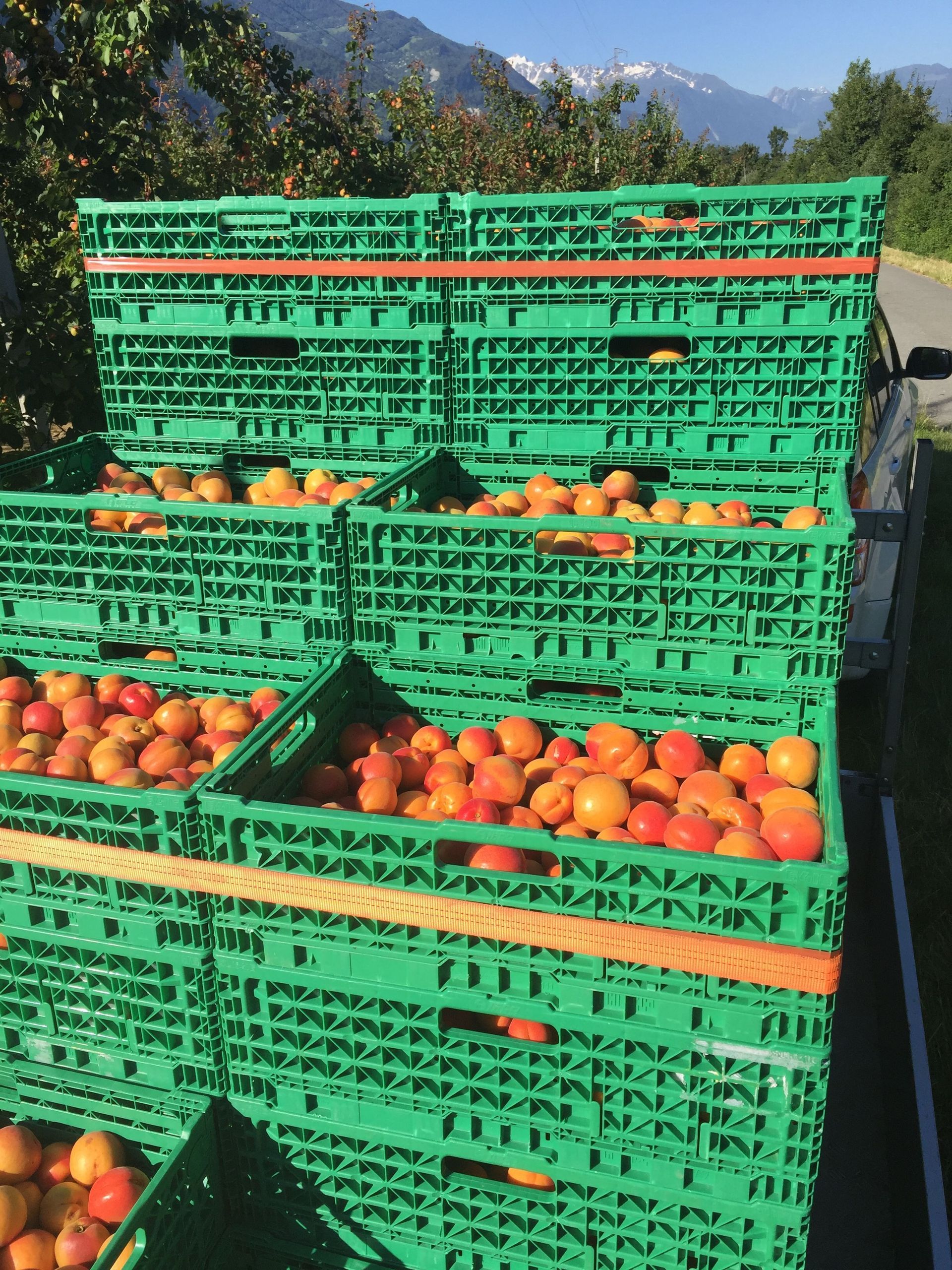 produits-des-fruits-defendus-saillon-valais