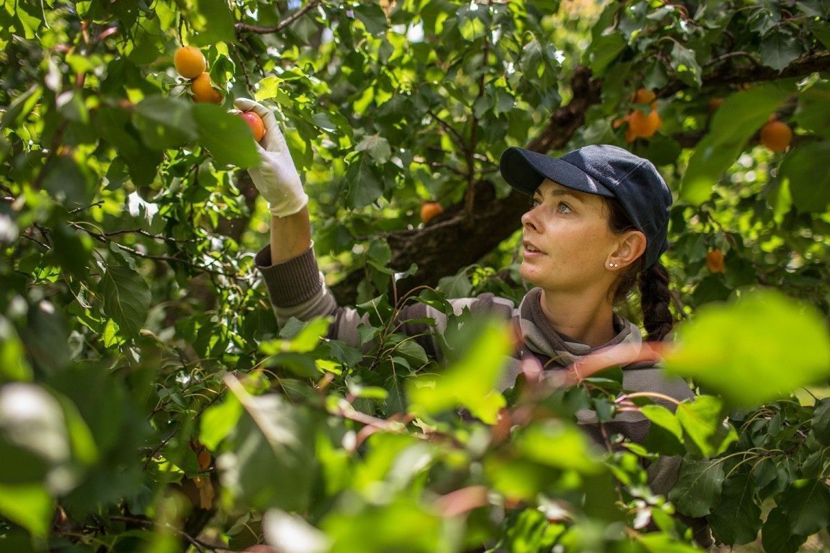 presentation-des-fruits-defendus-saillon-valais