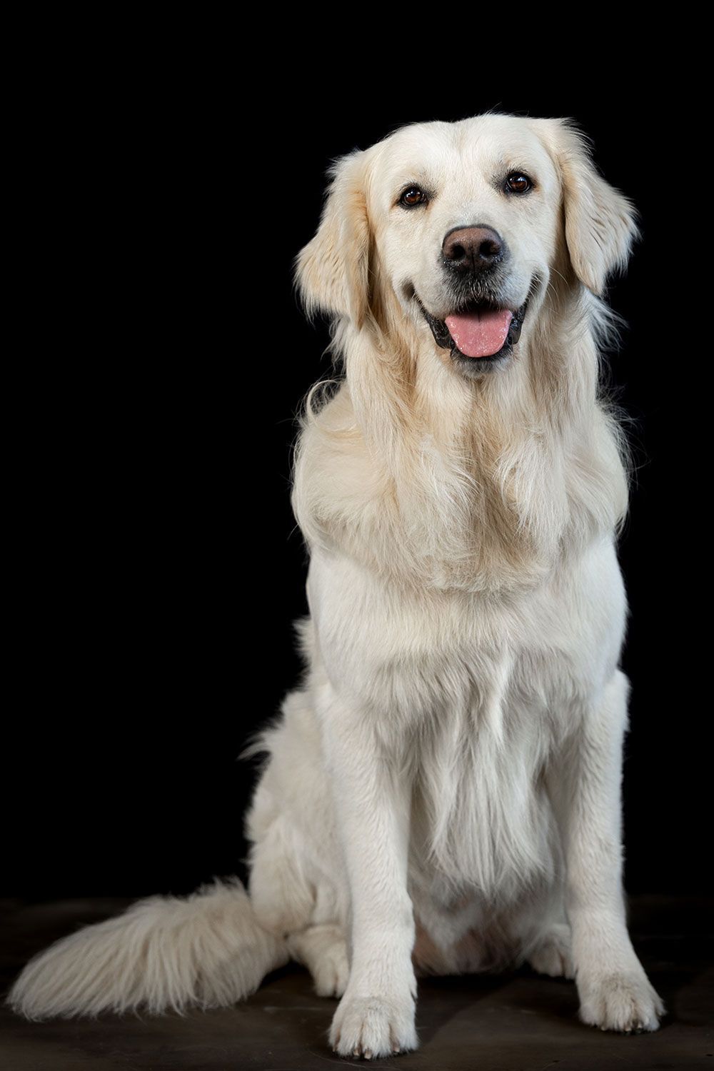 Ein weißer Hund sitzt auf einem schwarzen Hintergrund und lächelt.