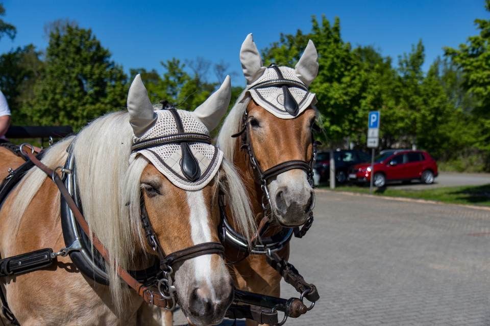 Zwei hellbraune Pferde mit Ohrenschutz und Kutschengeschirr