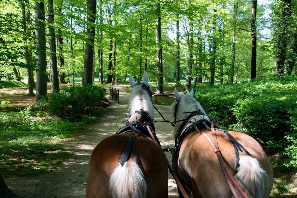 Zwei vor eine Kutsche gespannte Pferde von hinten abgelichtet im Wald