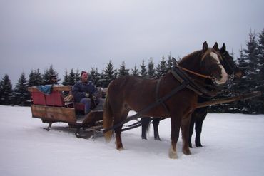 Kutsche mit zwei Pferden in Winterlandschaft