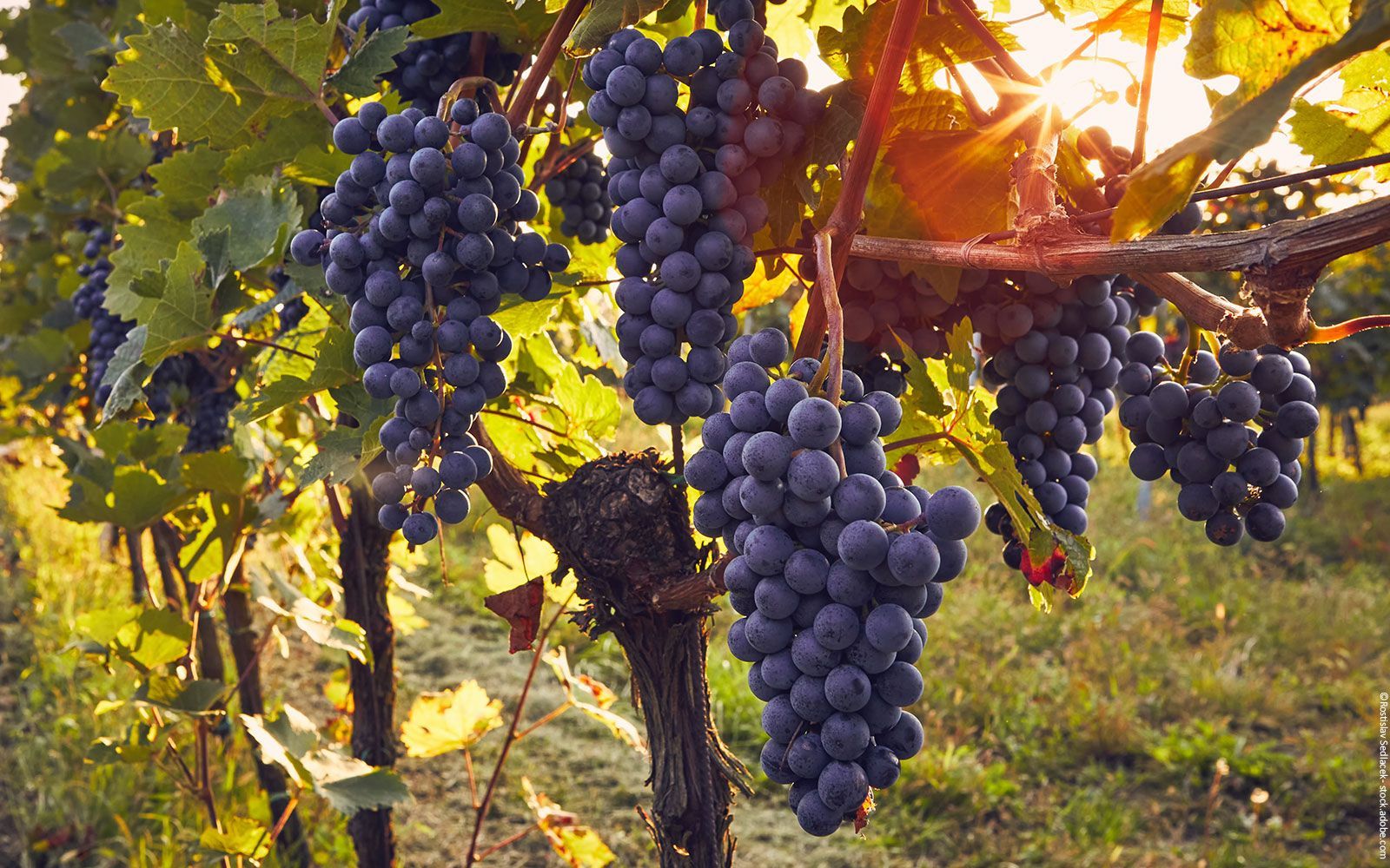 Weinbau Weingut Kreiselmeyer