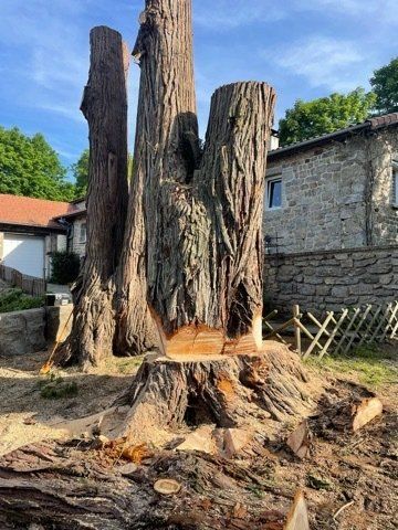 Tronc d'arbre en coupe