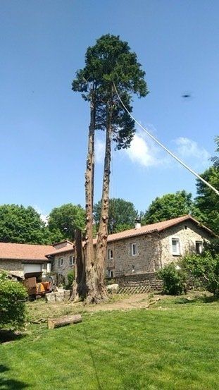 Abattage de branches d'arbre