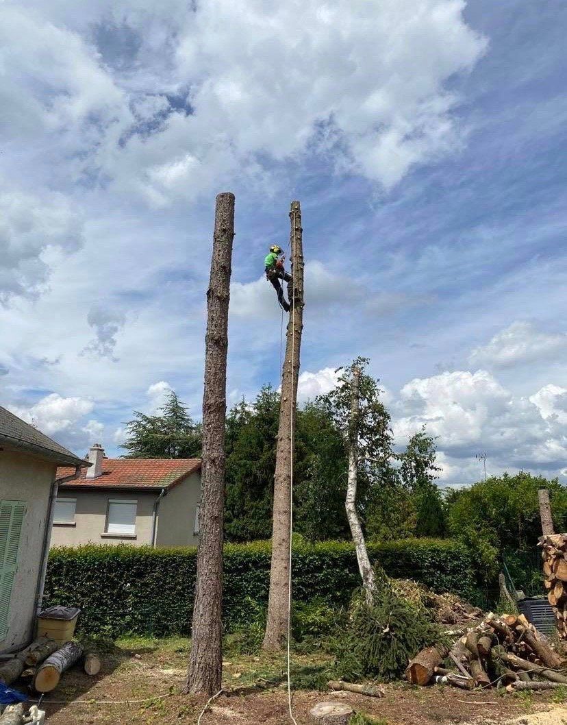 Abattage d'arbre