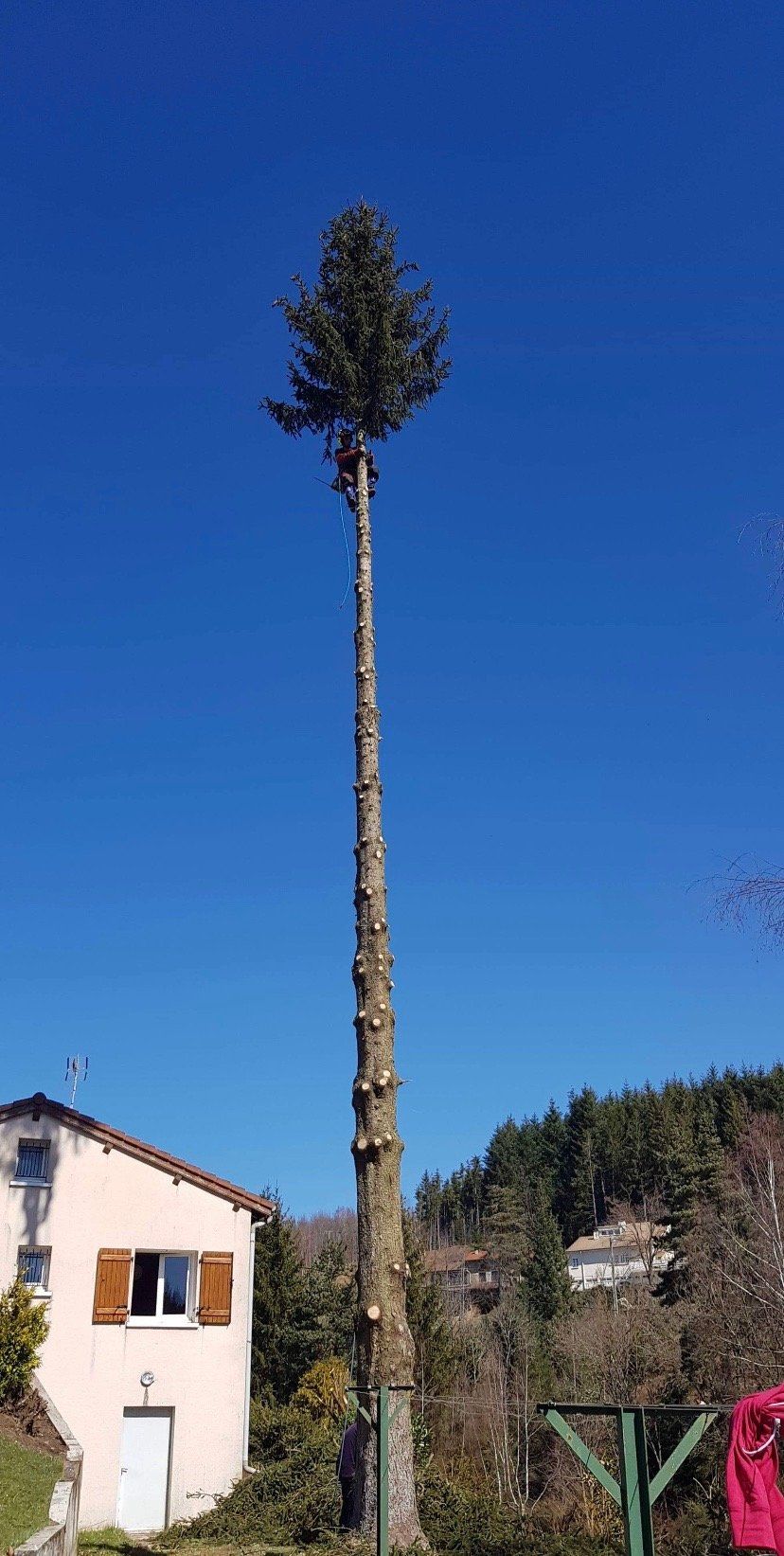 Abattage d'arbre en hauteur