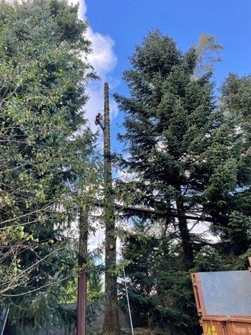 Accès arbre en hauteur