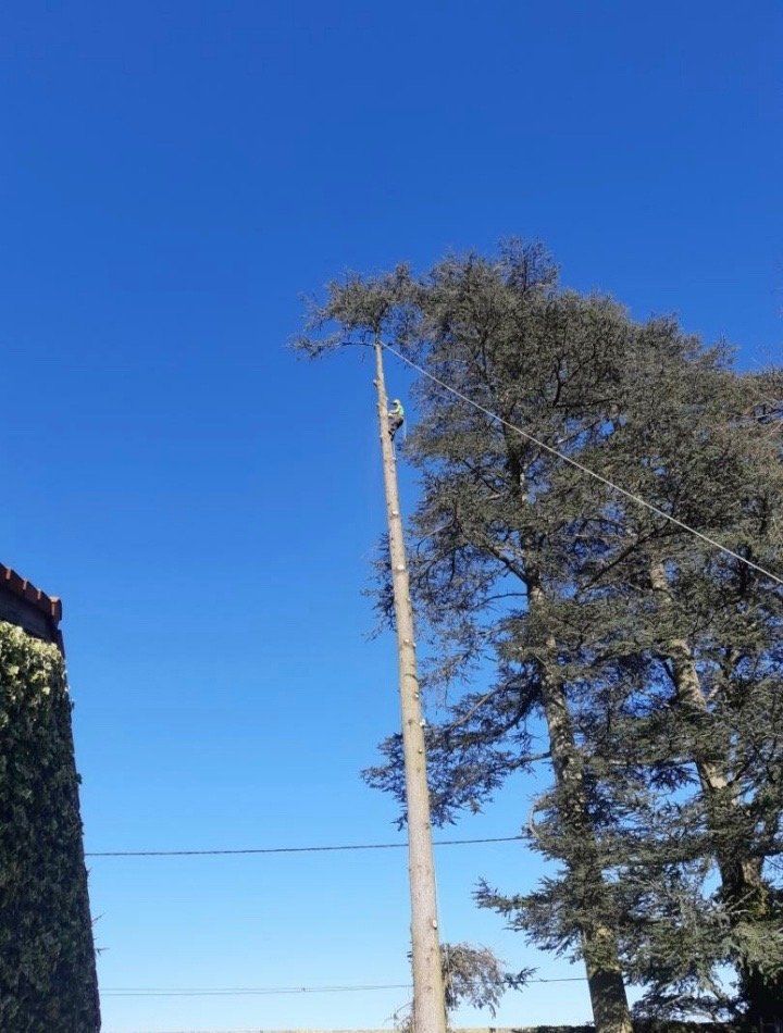 Abattage d'arbre très haut