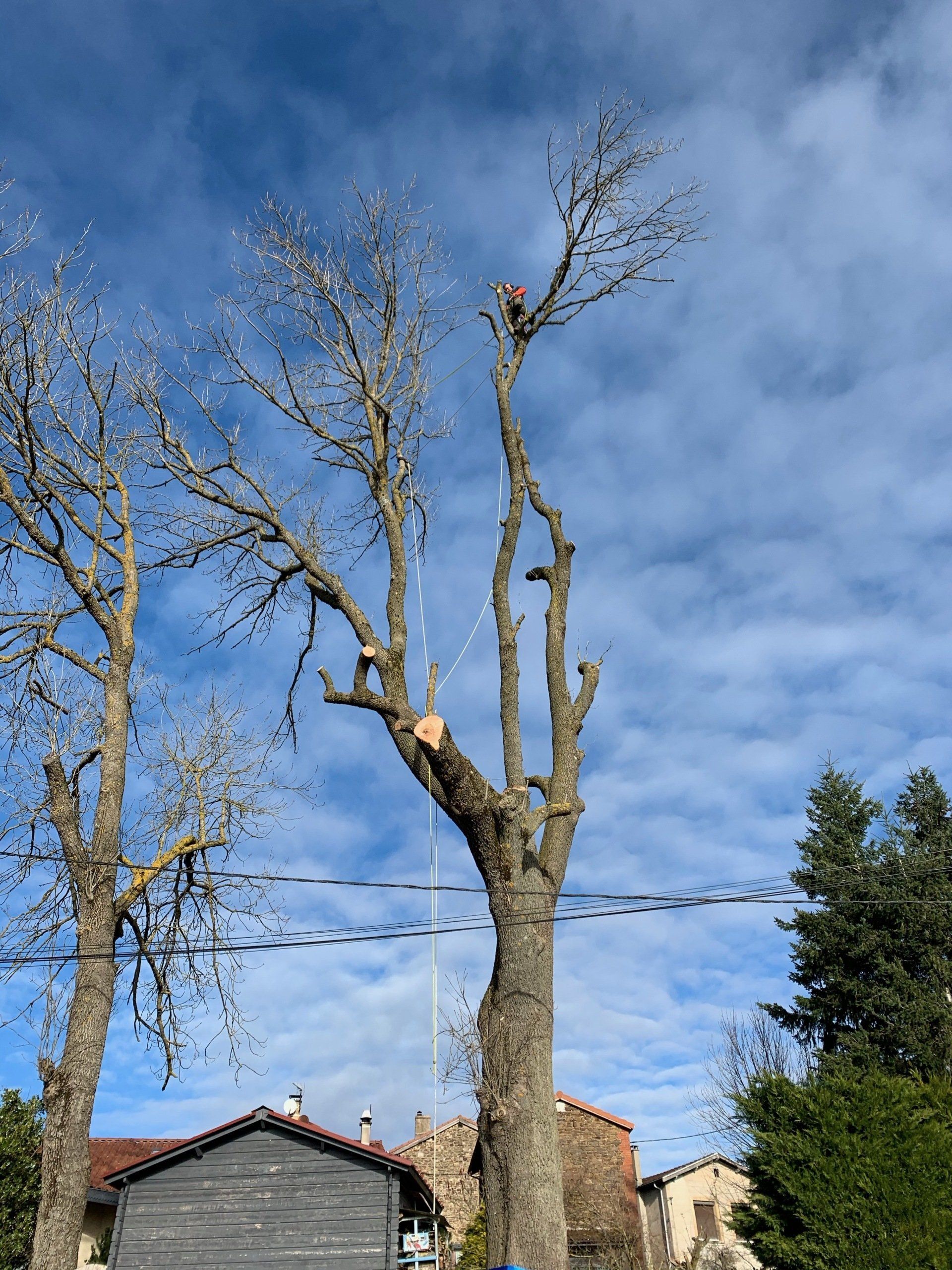 Artisan coupe branche d'arbre