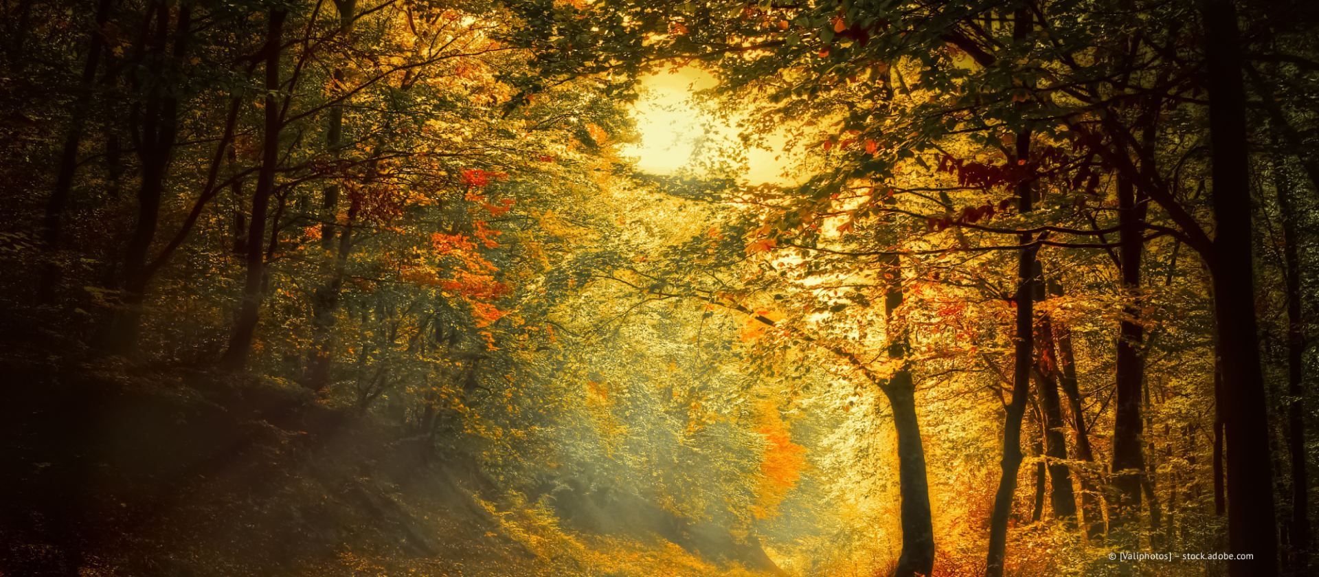 Sonnenlicht strömt durch einen goldenen Herbstwald mit hohen Bäumen und nebligem Licht