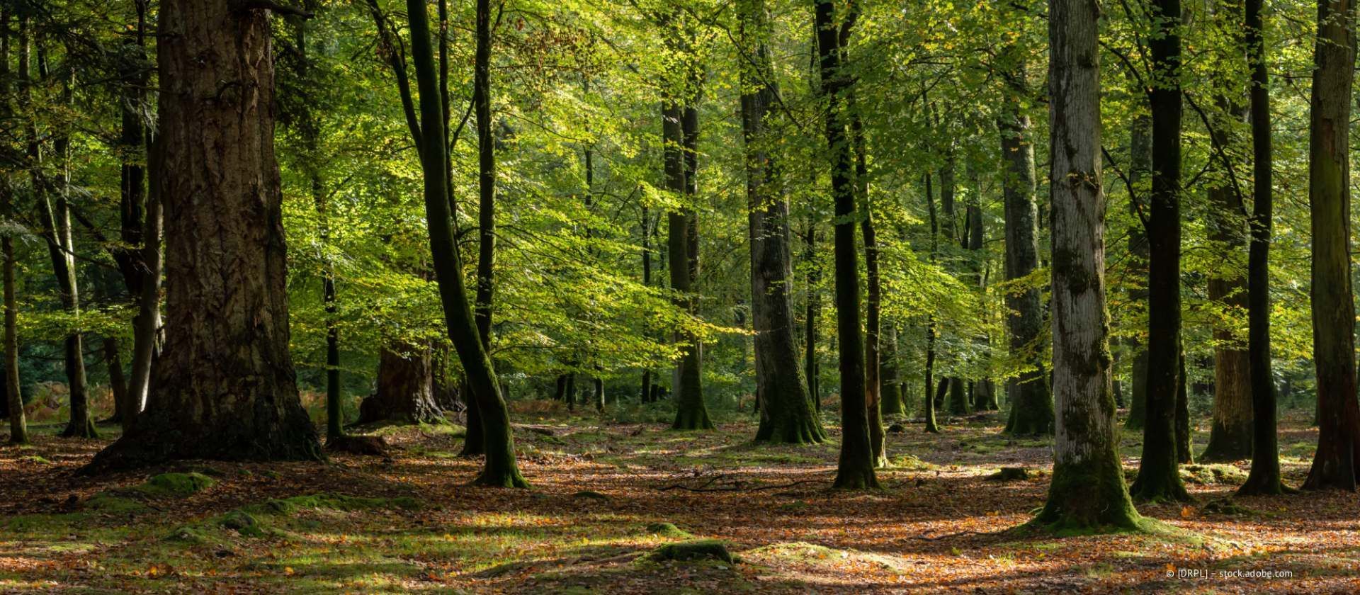 Sonnenbeschienener Waldweg mit hohen grünen Bäumen und geflecktem Licht auf dem Boden