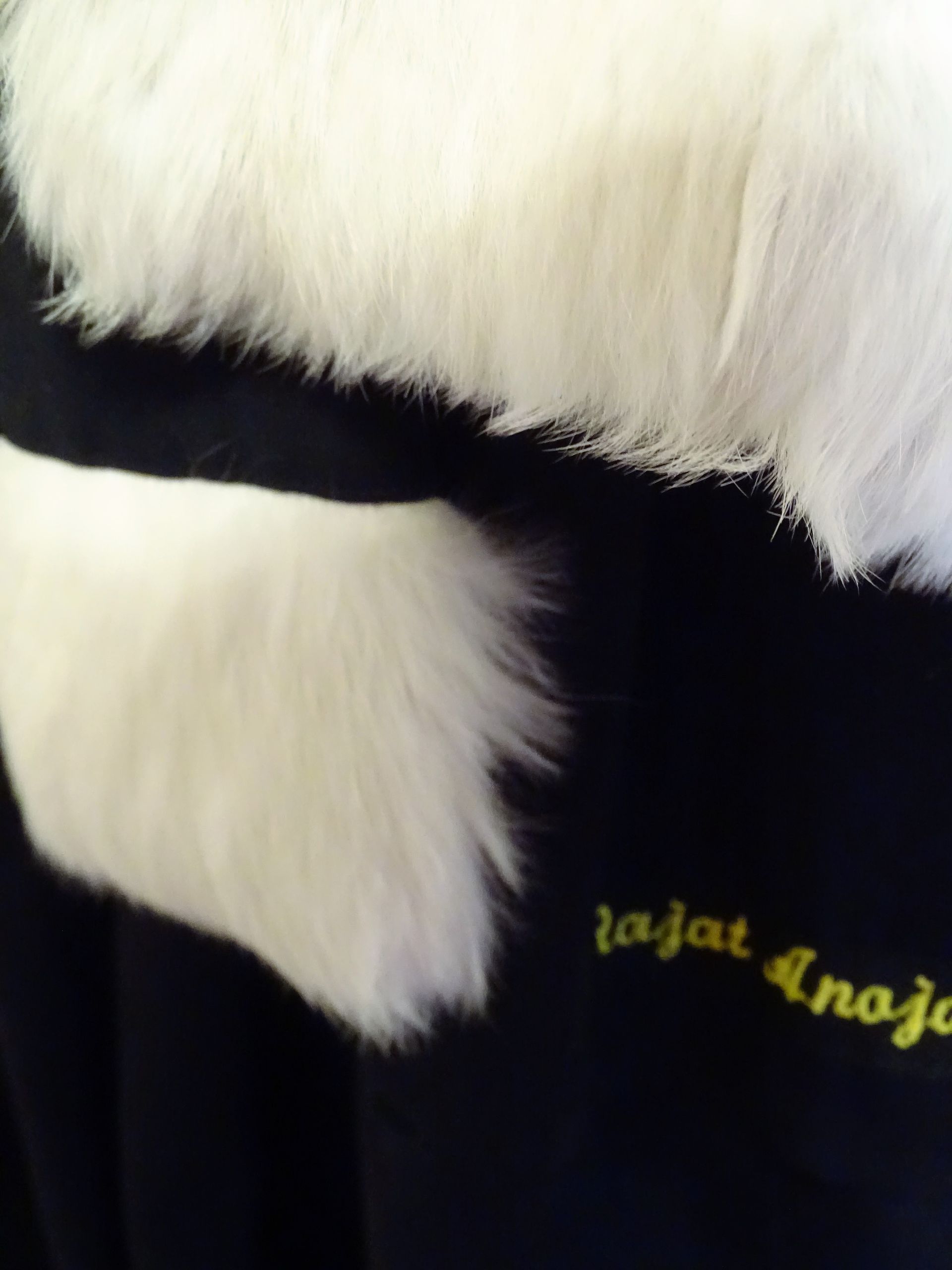 Robe d'avocat de maître Rajat.