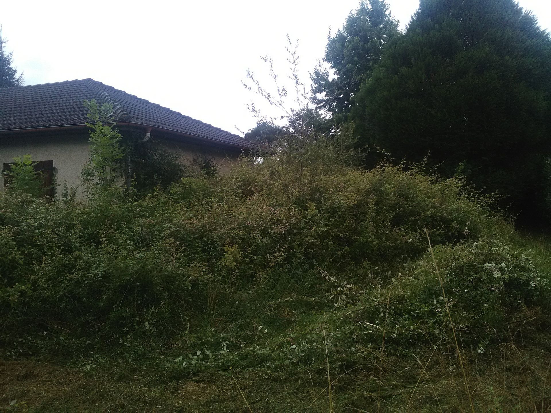 Arbustes envahissants devant une maison au toit sombre, journée nuageuse.