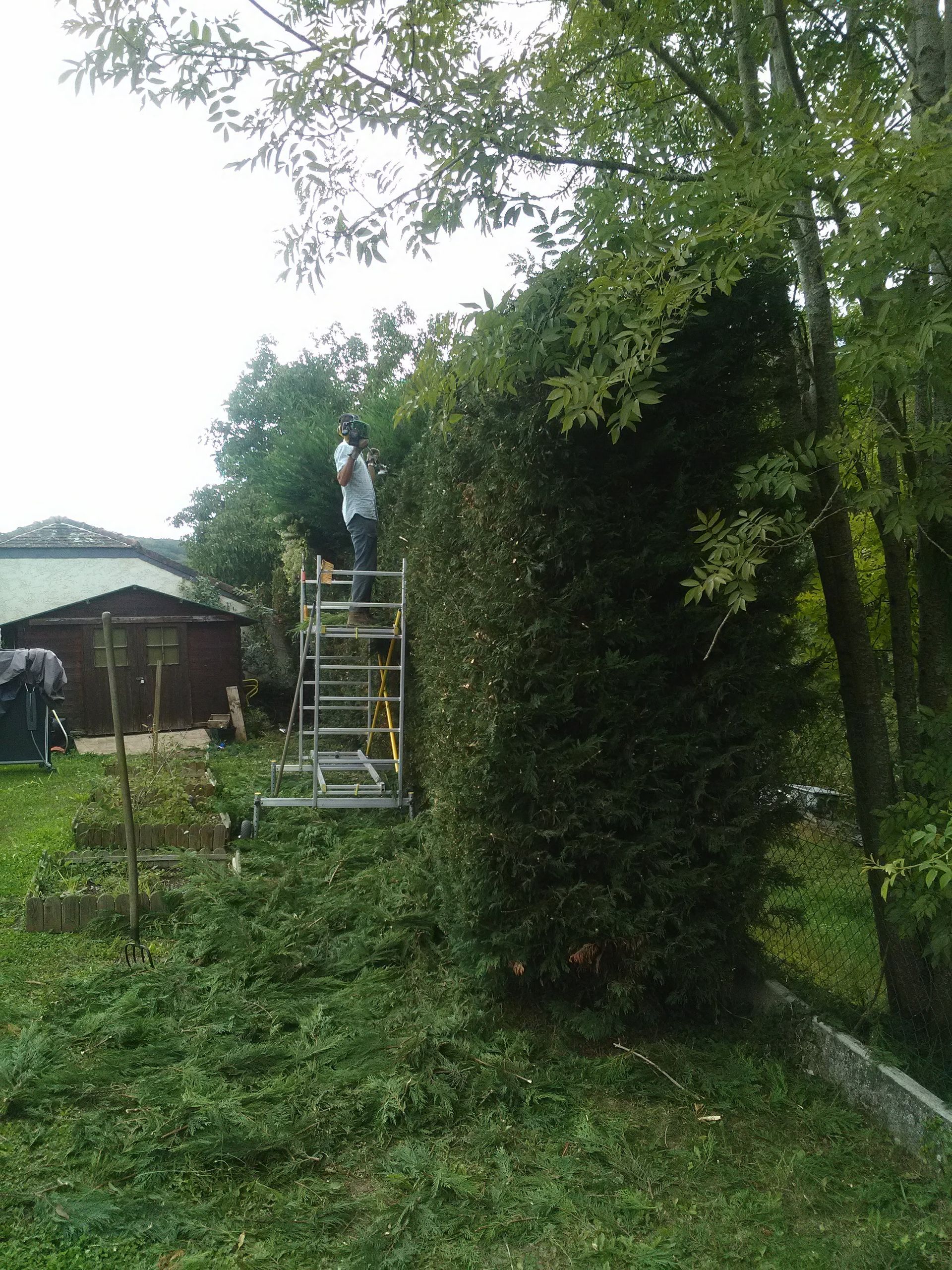 Une personne taille une haute haie verte depuis un échafaudage dans une cour.