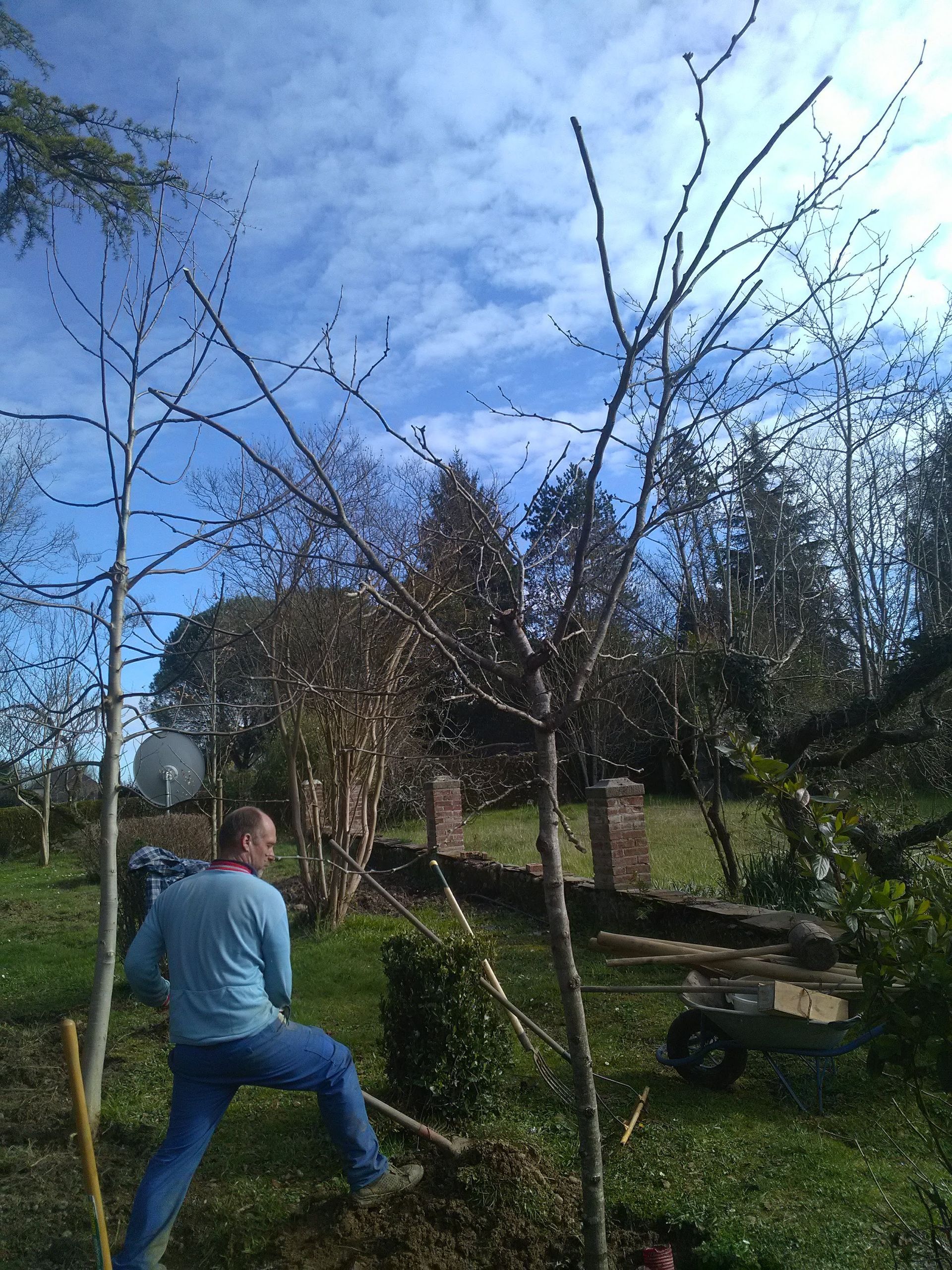 Un homme plante un arbre dans une cour herbeuse sous un ciel partiellement nuageux.