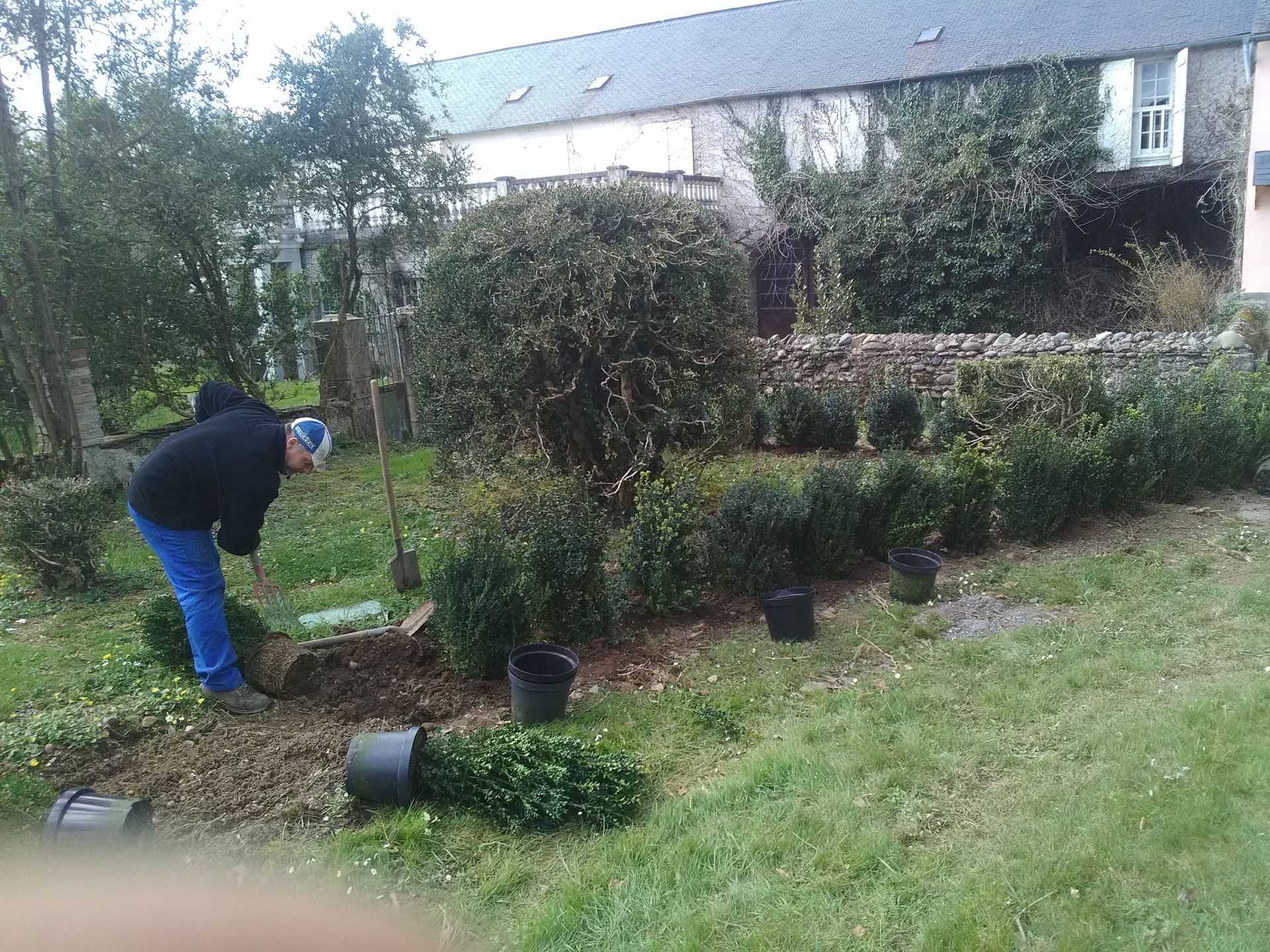 Un homme plante des arbustes dans un jardin, à côté d'un muret de pierre, avec une maison en arrière-plan.