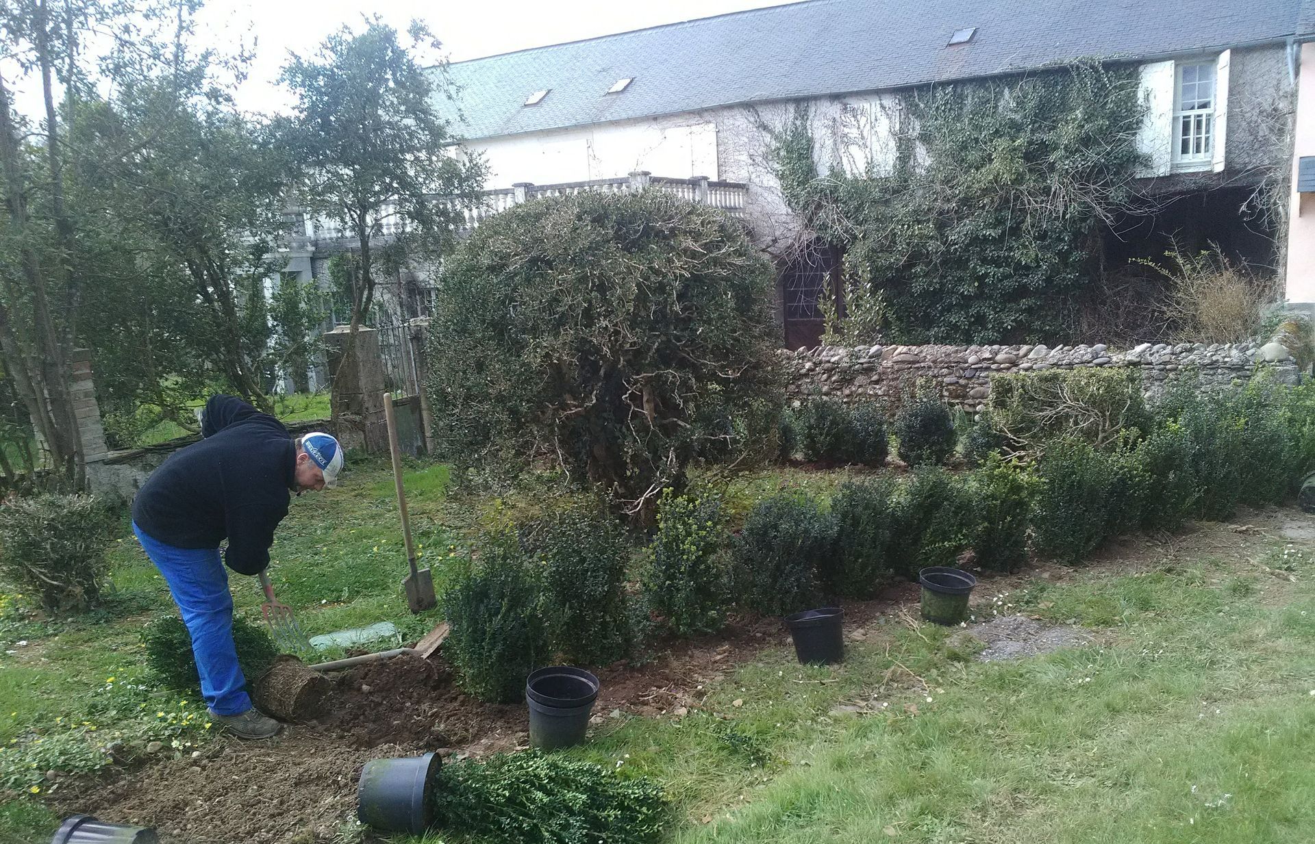 Personne plantant des arbustes dans un jardin avec un mur de pierre et un bâtiment en arrière-plan.