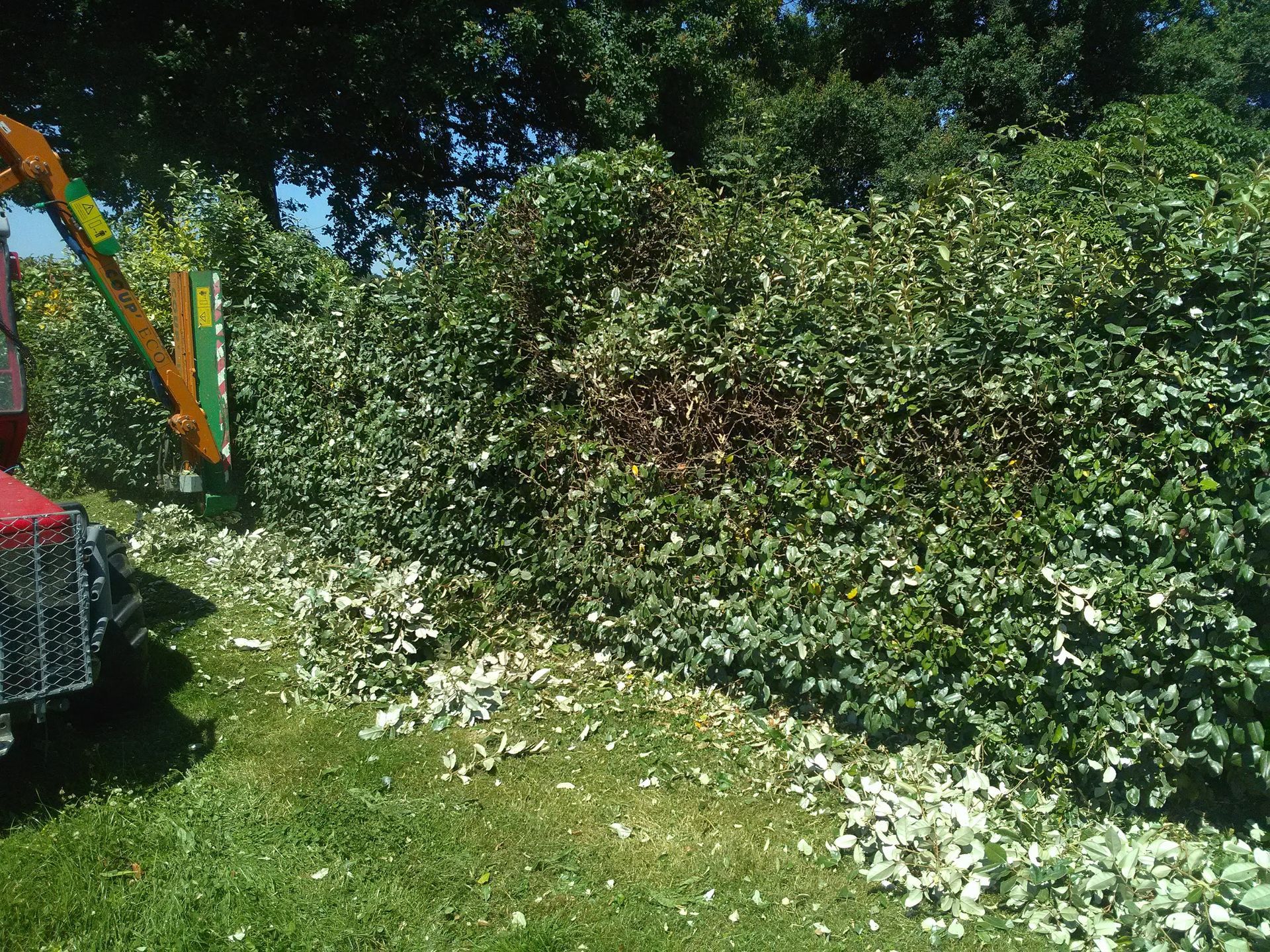 Un tracteur rouge taille une haie verte dense par une journée ensoleillée, avec des feuilles coupées éparpillées en dessous.