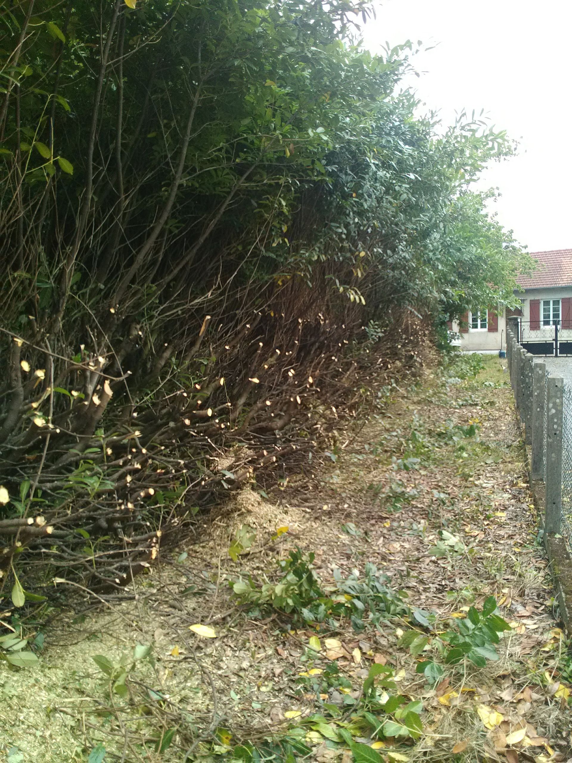 Haie taillée le long d'une clôture, débris au sol, petit bâtiment en arrière-plan.