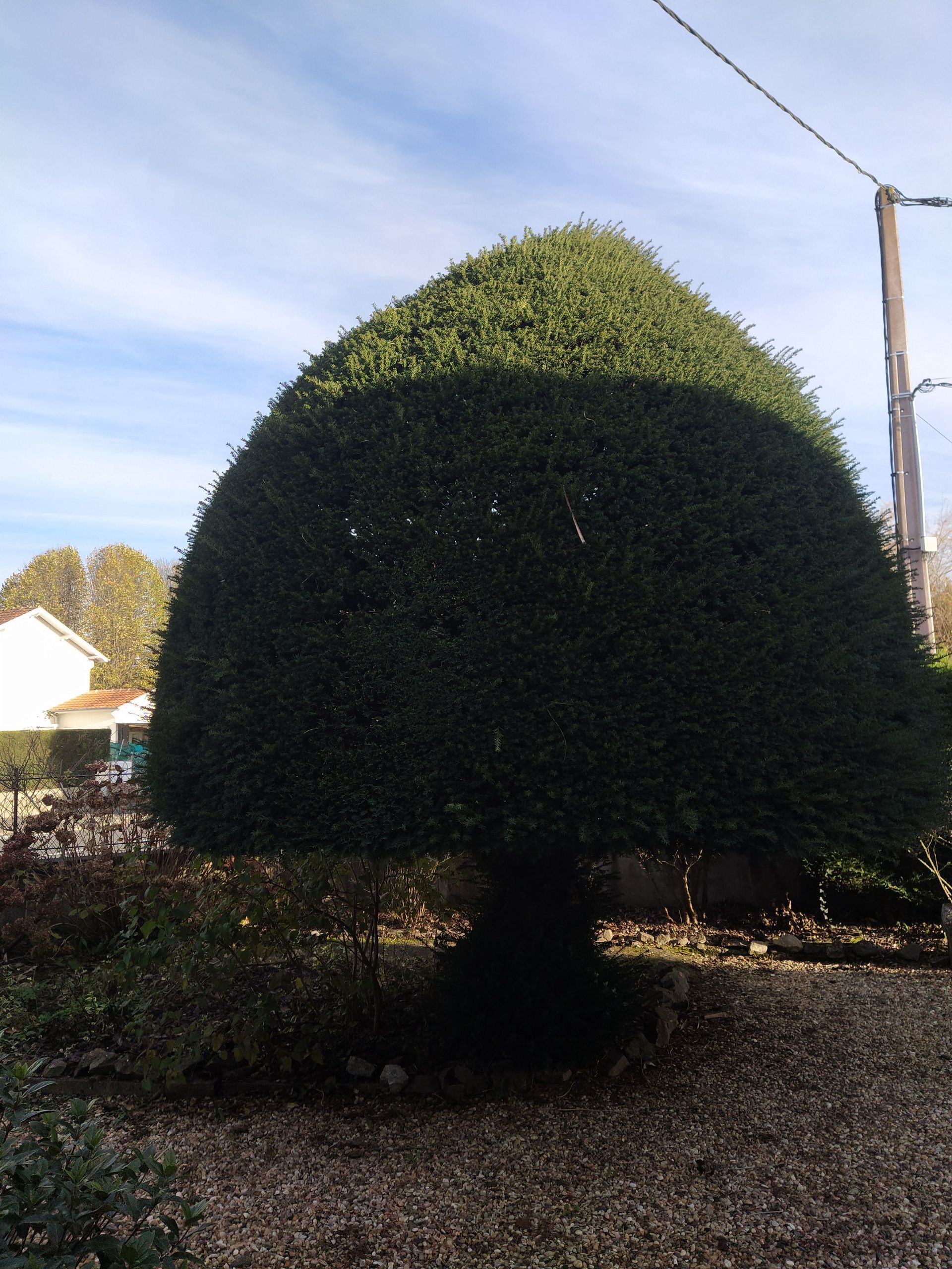 Un grand buisson en forme de dôme, soigneusement taillé, dans un jardin. Ciel bleu visible.