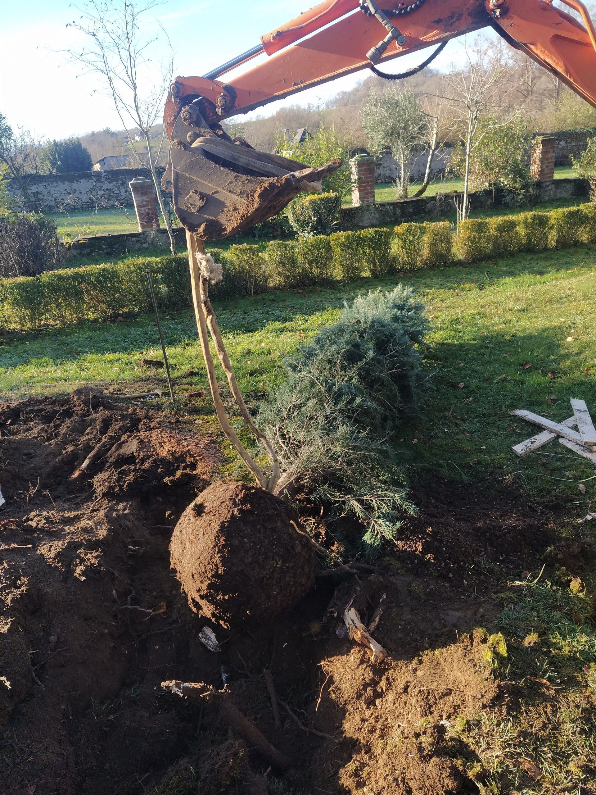 Une excavatrice soulève la motte de racines d'un arbre d'un trou dans une cour.