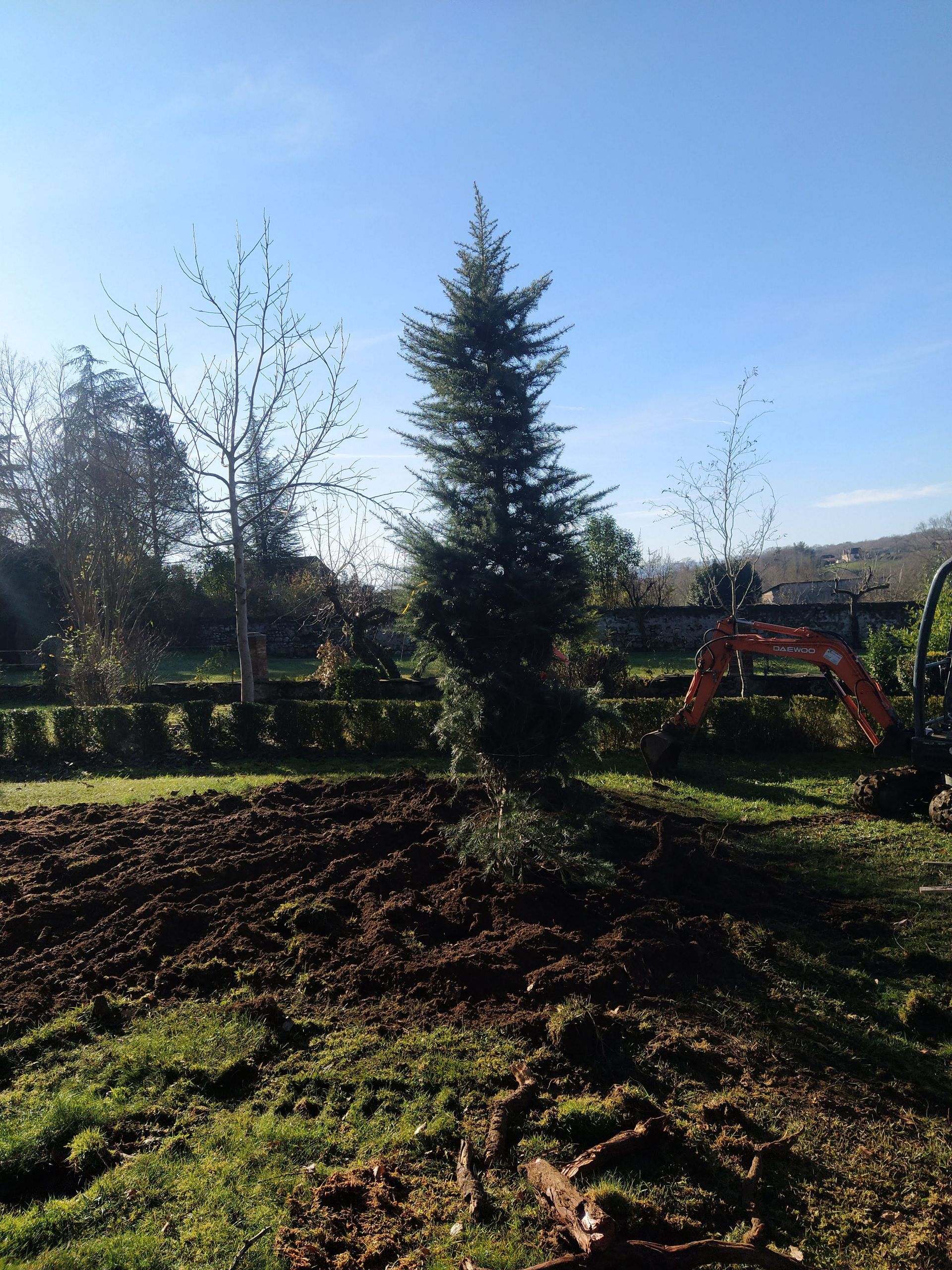 Un grand arbre à feuilles persistantes dans une parcelle fraîchement creusée ; mini-pelle en arrière-plan, journée ensoleillée.