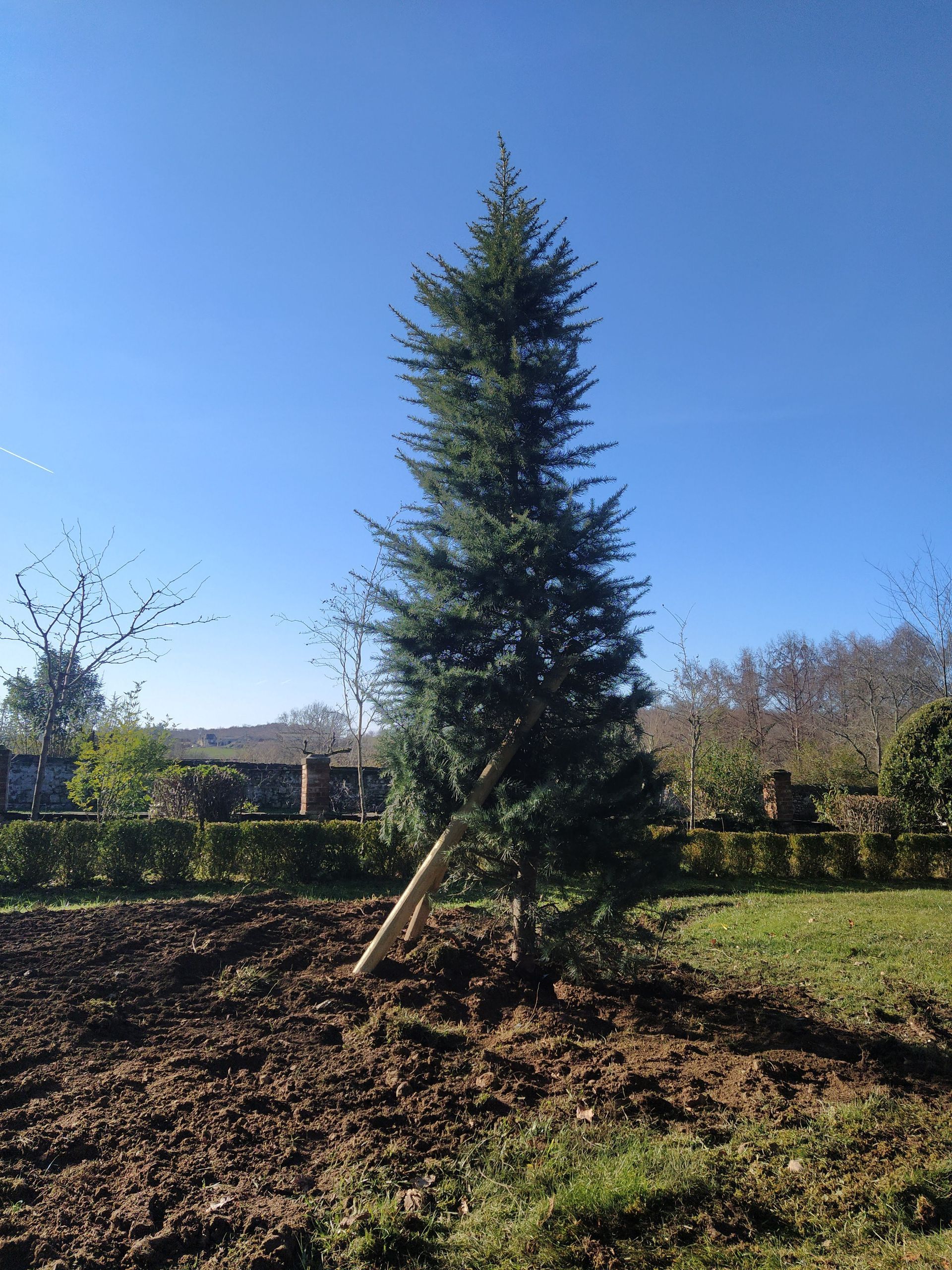 Grand arbre à feuilles persistantes récemment planté dans le sol, soutenu par des piquets, sous un ciel bleu.