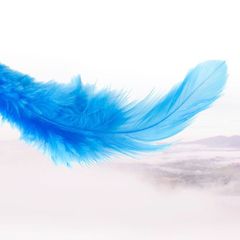 Eine blaue Feder schwebt vor einem weißen Hintergrund in der Luft.