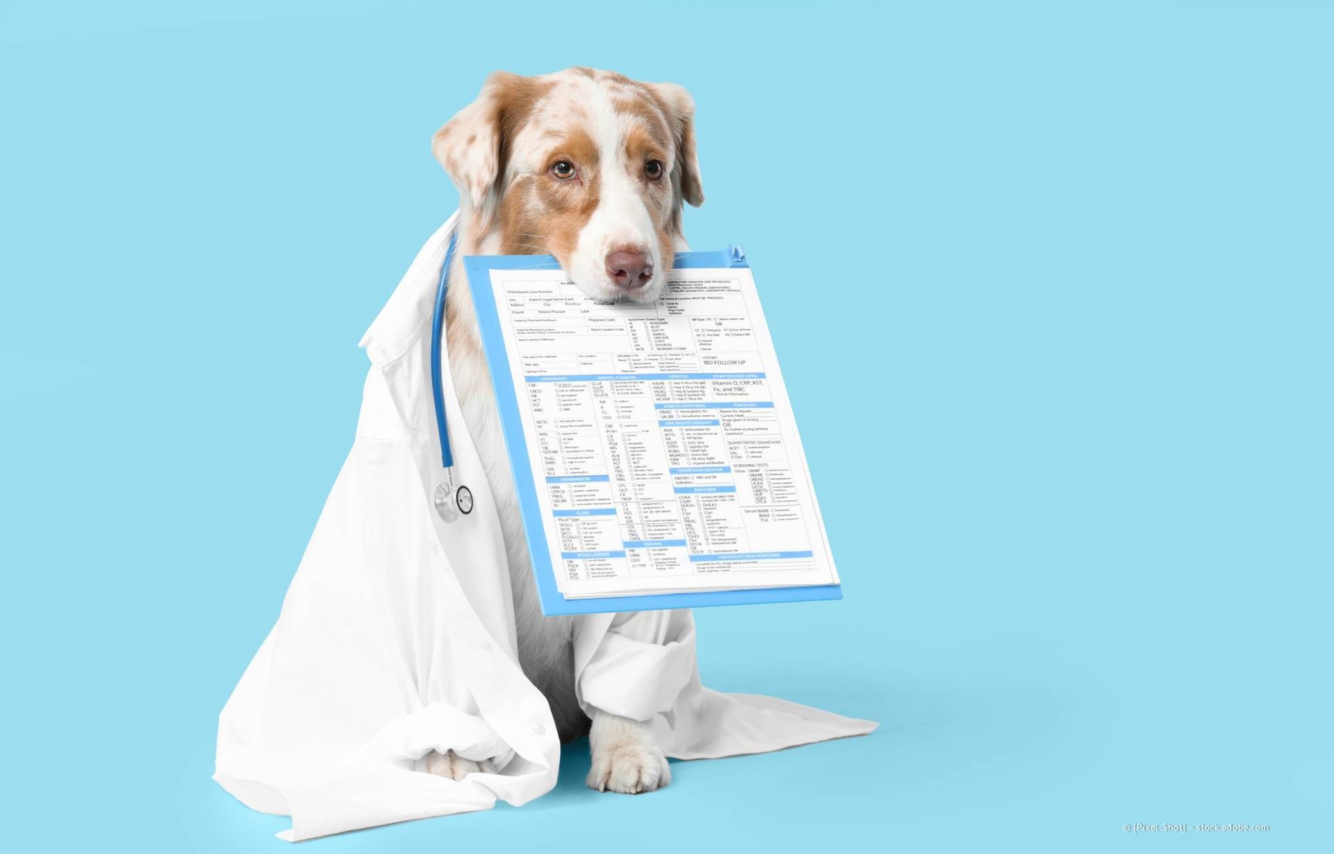 Ein als Arzt verkleideter Hund, der ein Stethoskop trägt und ein Klemmbrett hält, sitzt vor einem blauen Hintergrund.