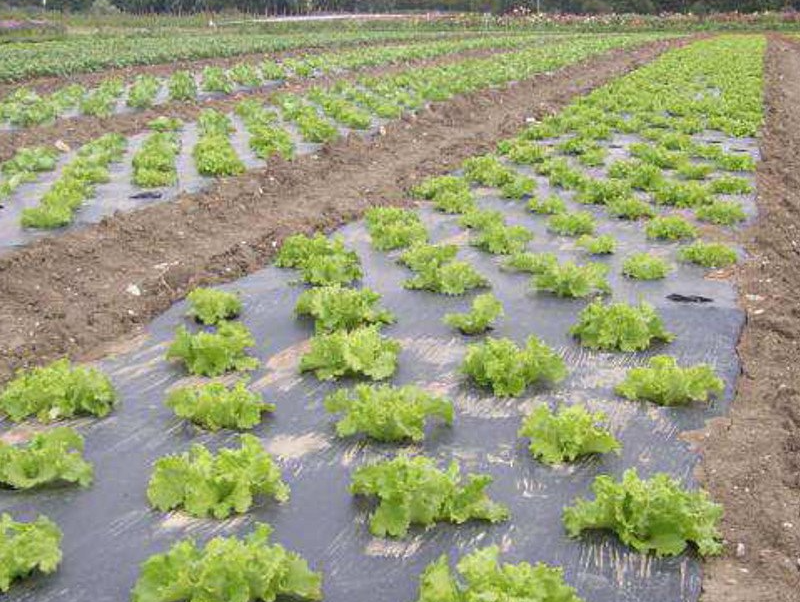 Paillage entourant les plantations