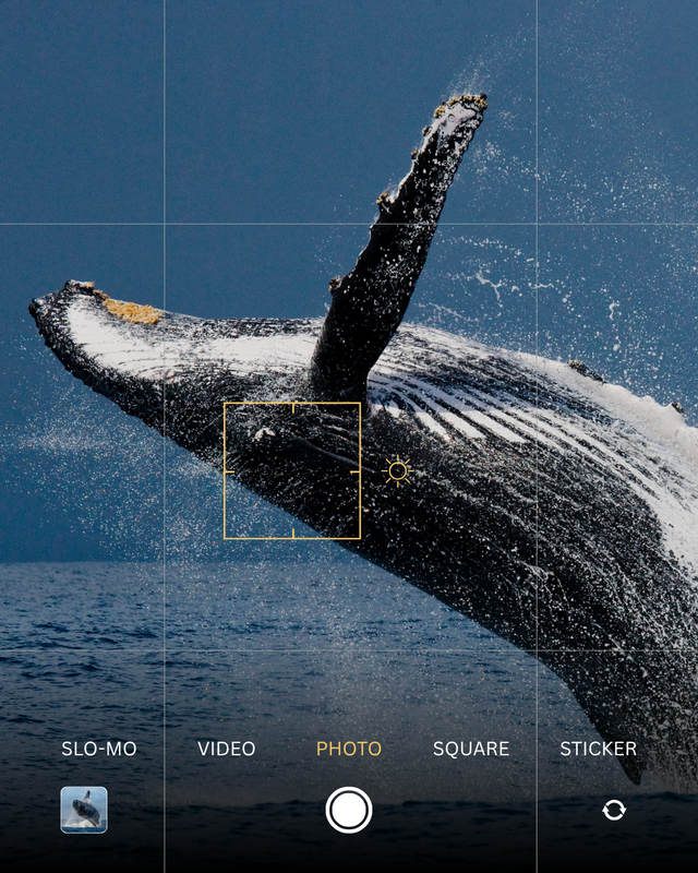 The Best Whale Watching Spots on the Gold Coast: A 2026 Guide