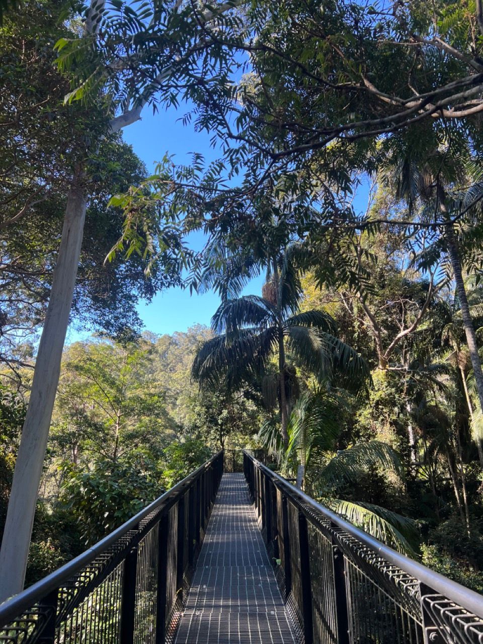 Looking up at the trees in a forest. Trying to demonstrate tambourine mountains forest
