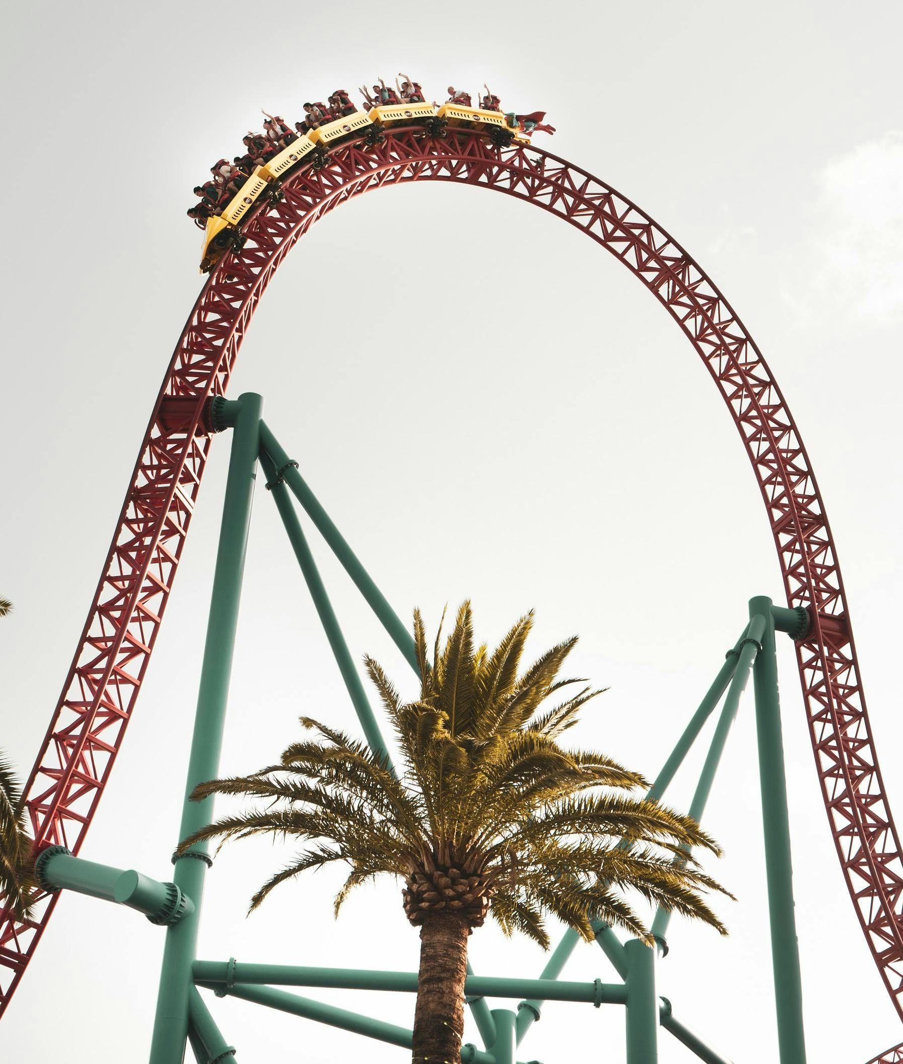 A roller coaster with a palm tree in the foreground. Gold Coast