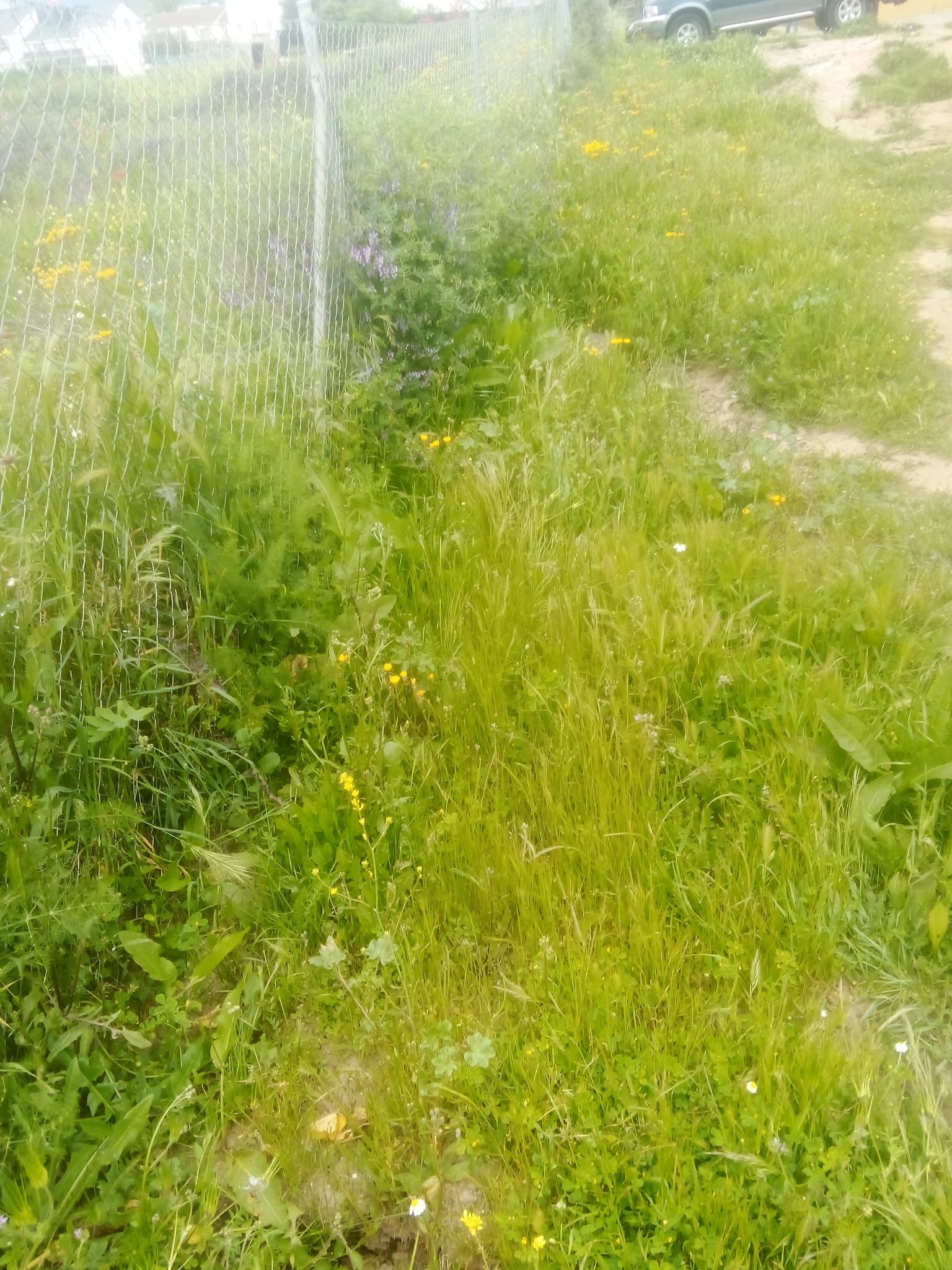 Un aspersor está rociando agua sobre un exuberante campo verde.