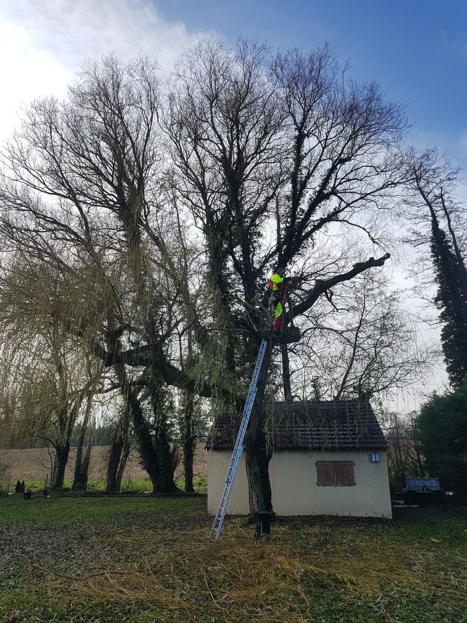 Un grand arbre sans feuilles se dresse à côté d'un petit abri blanc, contre lequel une échelle est appuyée, dans une cour herbeuse.