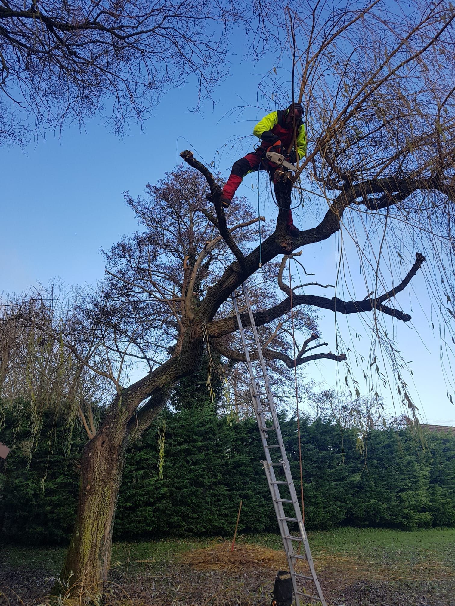 Un arboriste en tenue rouge et jaune élague un grand arbre près d'une échelle dans un jardin.