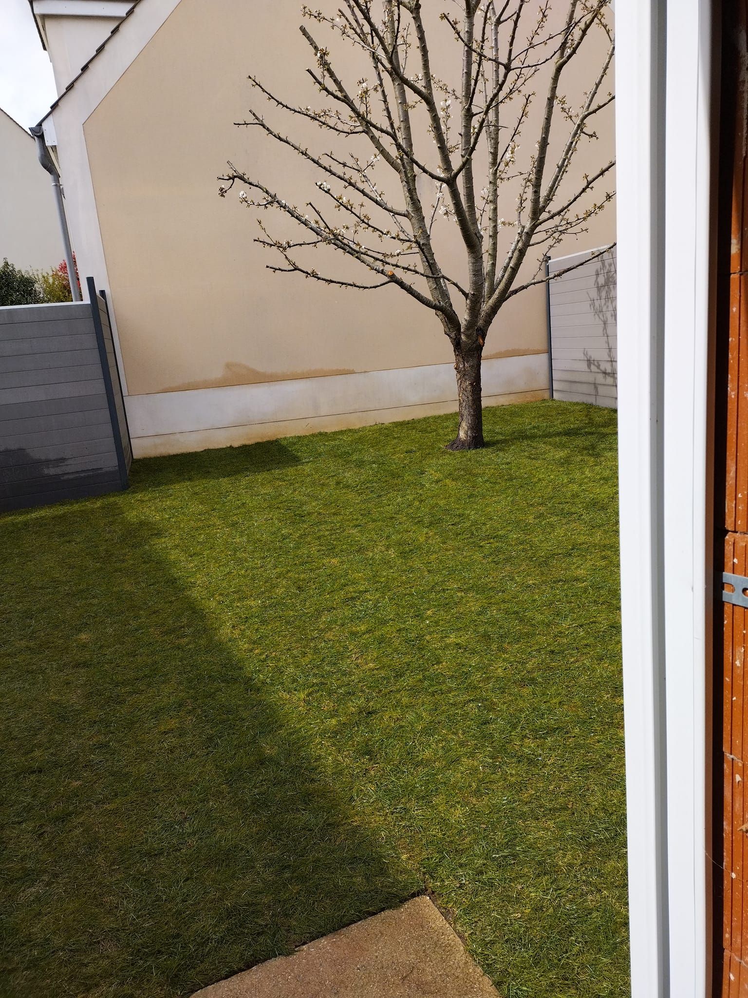 Petit jardin avec pelouse verte, arbre sans feuilles, mur beige et bord de terrasse ombragé.