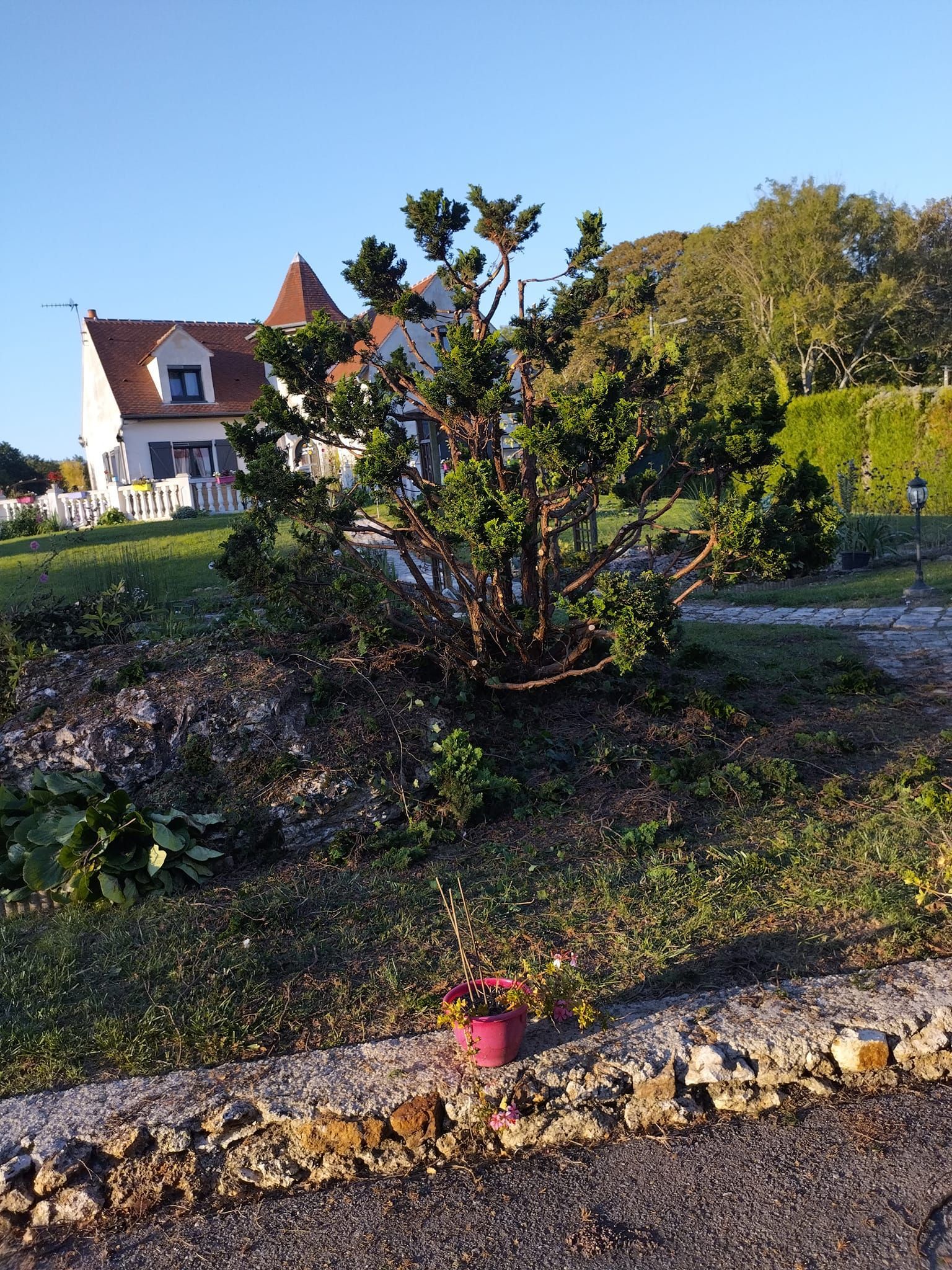 Jardin ensoleillé avec un petit arbre, une bordure en pierre et une maison en arrière-plan.