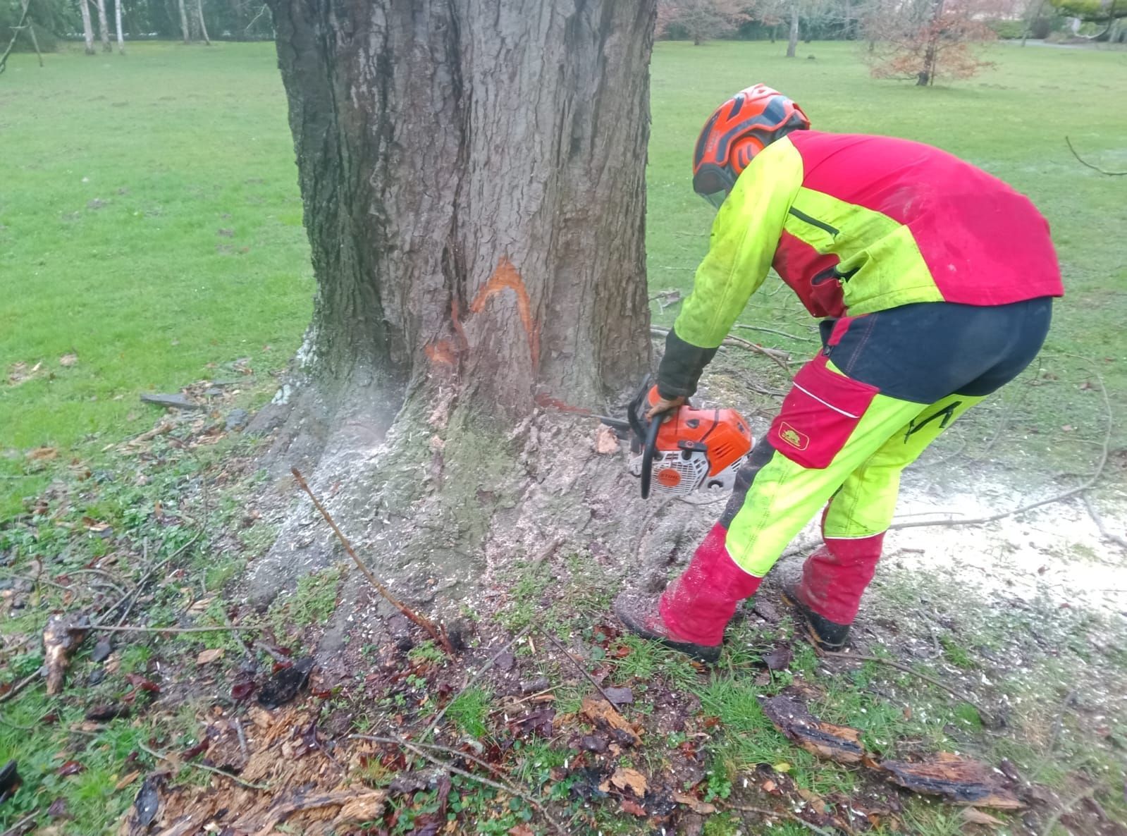 Un ouvrier portant une tenue de sécurité utilise une tronçonneuse au pied d'un grand arbre dans un parc.