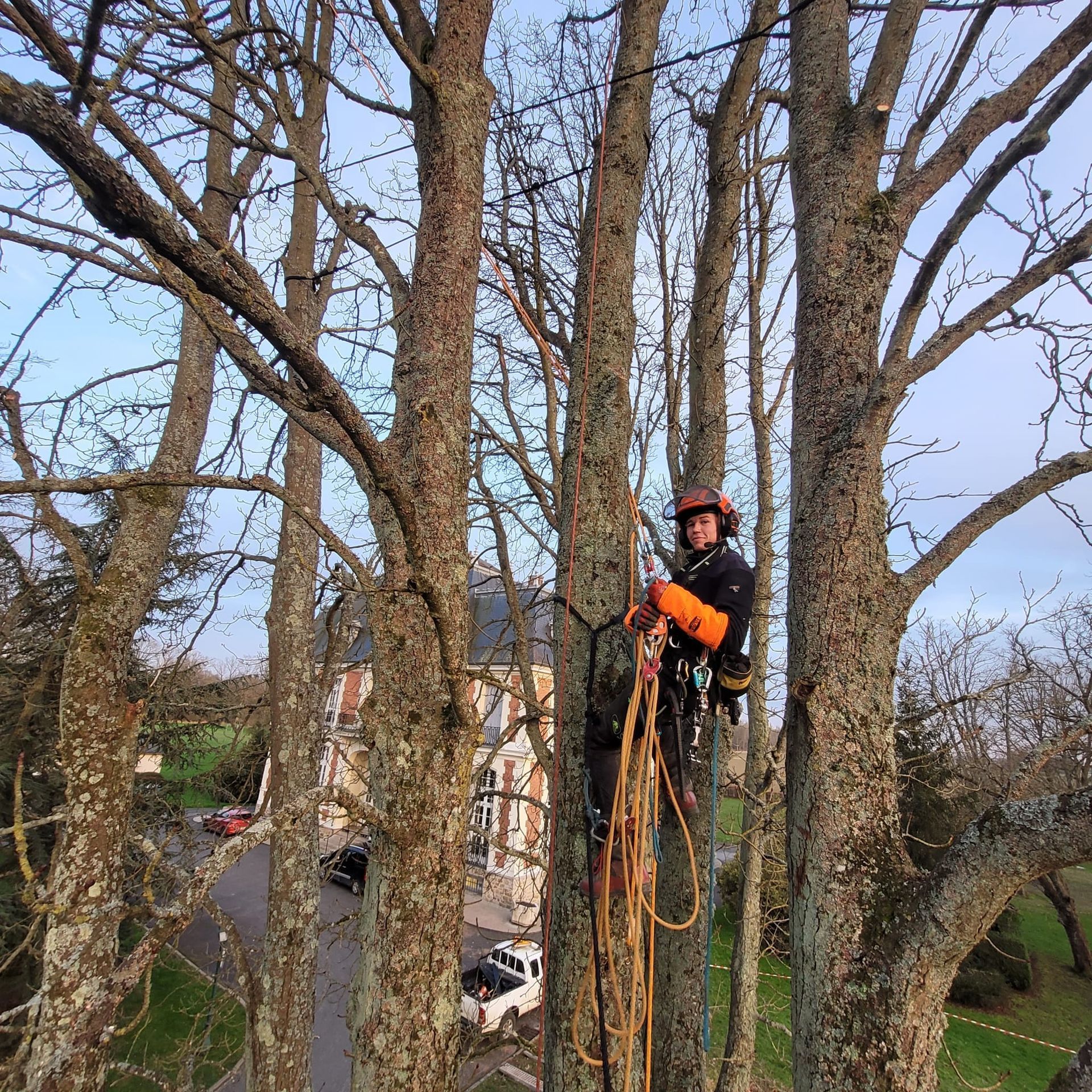 Un élagueur, casqué et harnaché d'un harnais orange, grimpe à la tronçonneuse parmi de grands arbres.