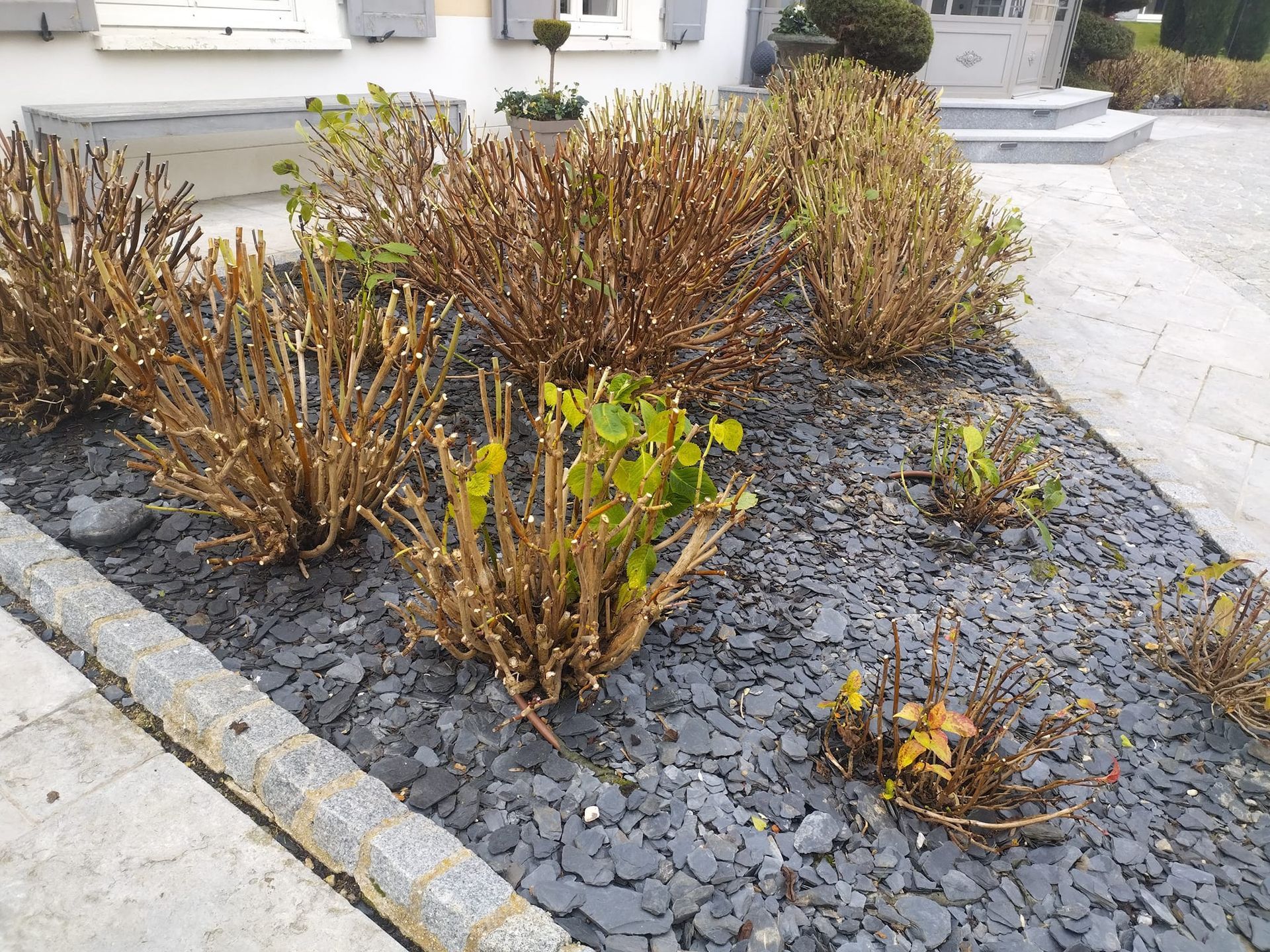 Des arbustes bruns et secs et une petite plante verte dans une cour gravillonnée, à côté d'une allée en béton.