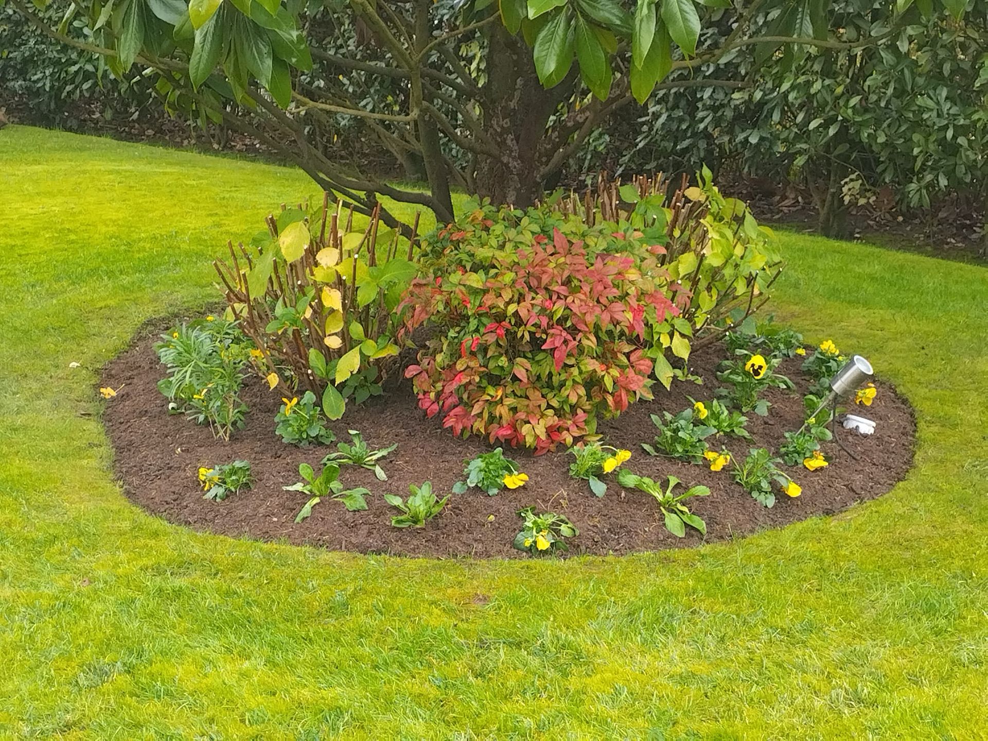 Petit parterre circulaire avec des arbustes et des fleurs colorées sur une pelouse verte.