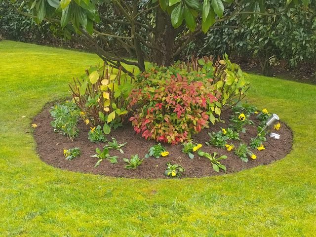 Petit parterre circulaire avec des arbustes et des fleurs colorées sur une pelouse verte.
