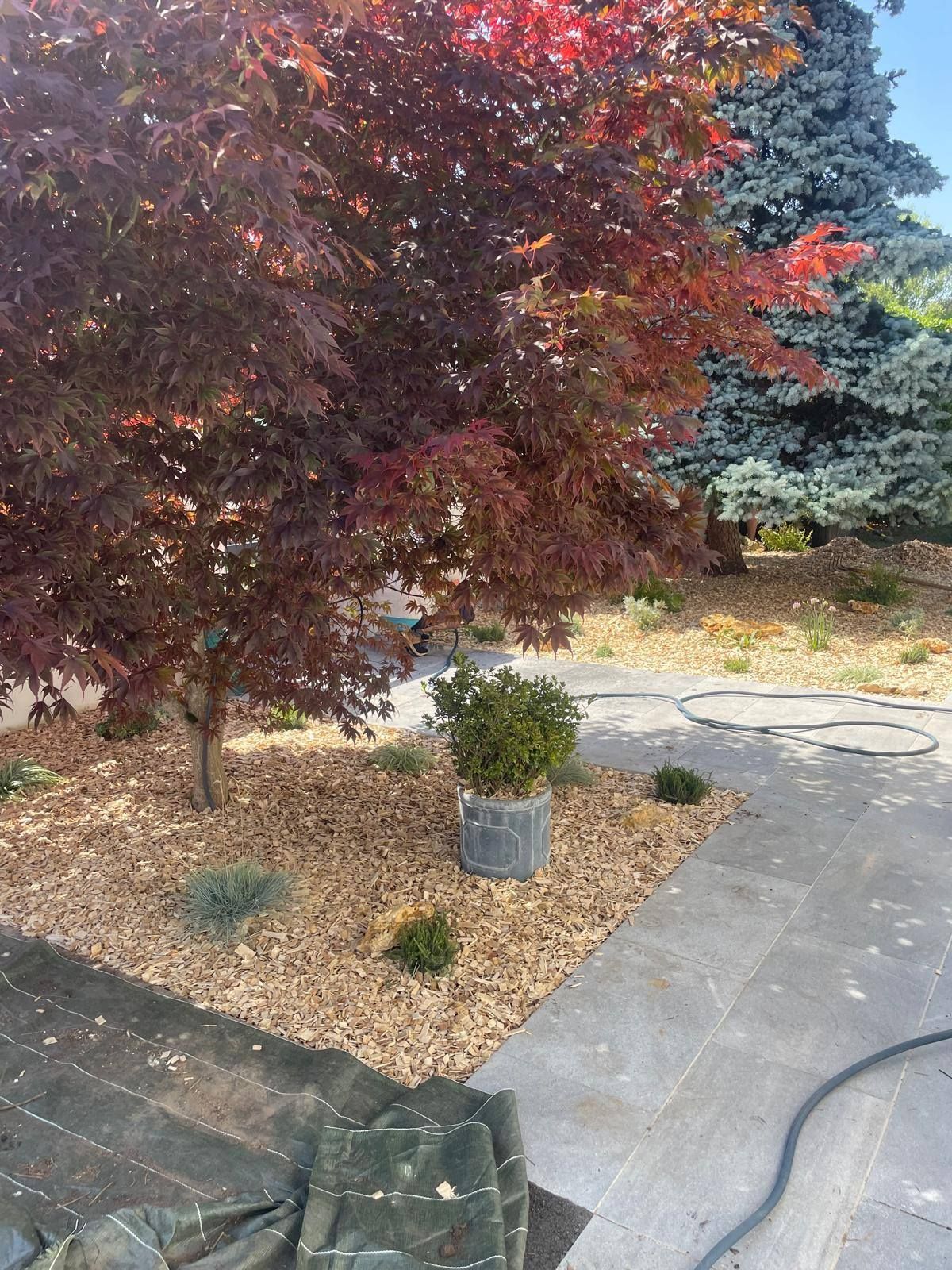 Cour avant avec un arbre à feuilles rouges, un parterre de gravier, de petits arbustes et une allée incurvée avec un tuyau d'arrosage.