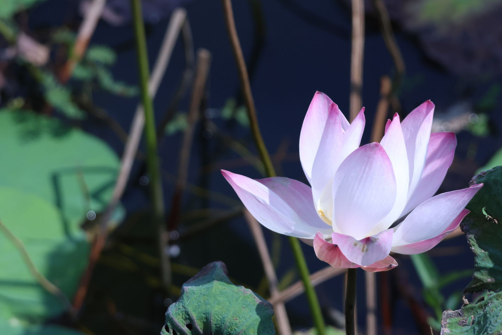 Fleur de lotus rose au-dessus d'une eau sombre, entourée de nénuphars verts.